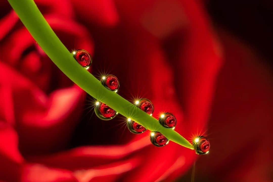 花の写真館のインスタグラム：「Photo by 小野寺聖也.⠀ .⠀ Original Post[投稿いただいたURL]⠀ https://www.facebook.com/photo.php?fbid=153684972748987⠀ .⠀ 本アカウントは、 #私の花の写真 をつけてInstagramに投稿された皆さまの花の写真や、「花の写真館」Facebookページで投稿された花の写真を紹介します。⠀ 「花の写真館」Facebookページは、「 @floral.photograph 」のプロフィールにあるURLからご覧ください。⠀ .⠀ ※各自、政府、自治体など公的機関の指示に従った行動をお願いします。⠀⠀ 東京カメラ部および分室では、写真を「見る楽しみ」を提供することを通して、微力ながら皆様にわずかな時間でも癒しをお届けしたいと思っております。⠀ ※本アカウントは東京カメラ部がFacebook、Instagramのサービスを利用して運営しているもので、Facebook社・Instagramとは一切関係ありません。⠀ .⠀ #花の写真館 #floralphotograph #floralphoto #flower #flowers⠀ Follow: @floral.photograph」