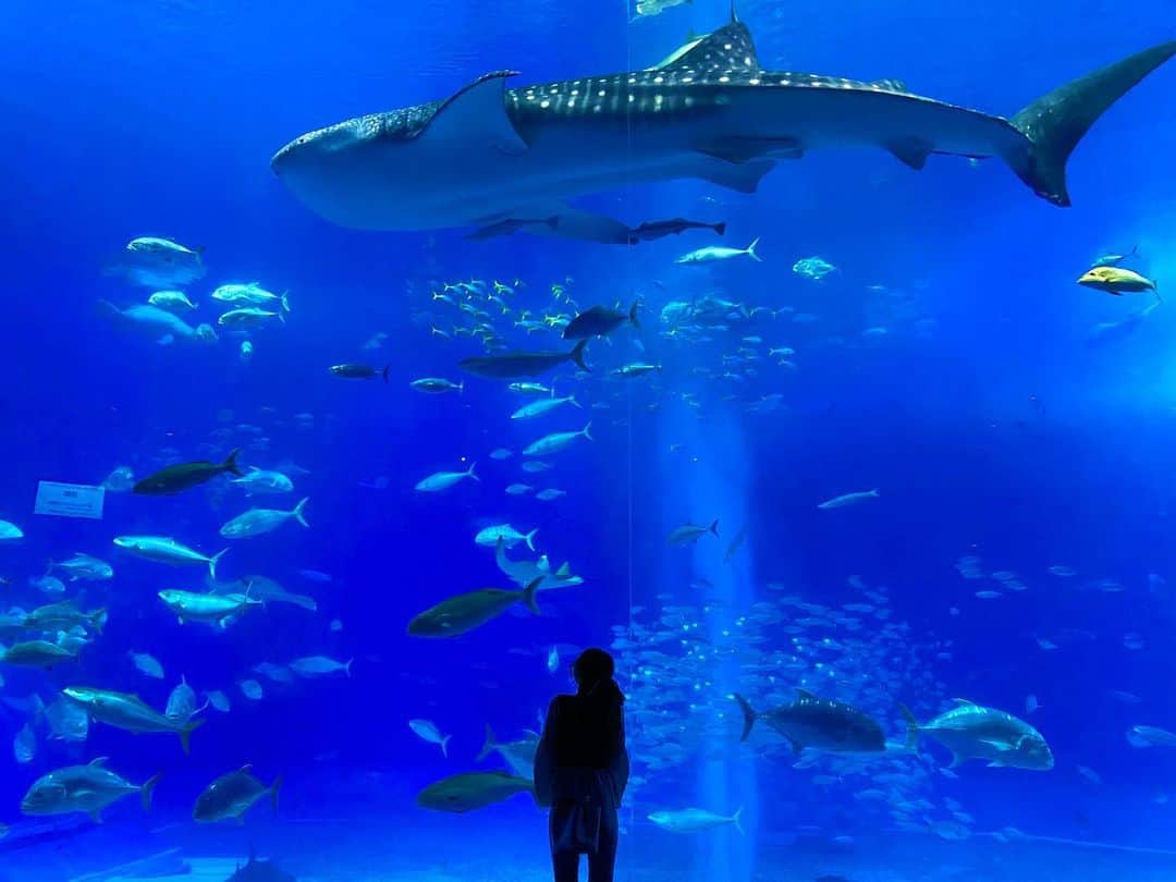 ななぺろのインスタグラム：「美ら海水族館𓆡𓆜𓇼𓈒𓆉 𓆛 𓆞𓆡 𓇼𓈒𓆉  綺麗すぎて感動  #沖縄 #美ら海水族館 #ジンベイザメ #青 #海 #魚 #綺麗 #いいね返し #いいね #フォローミー #フォロー #フォロー歓迎 #海月  #okinawa #blue #fish #shark #beautiful #look #likeforlikes #likeforfollow #followforfollowback #follow #instagood #instagram #instadaily #fashion #makeup」
