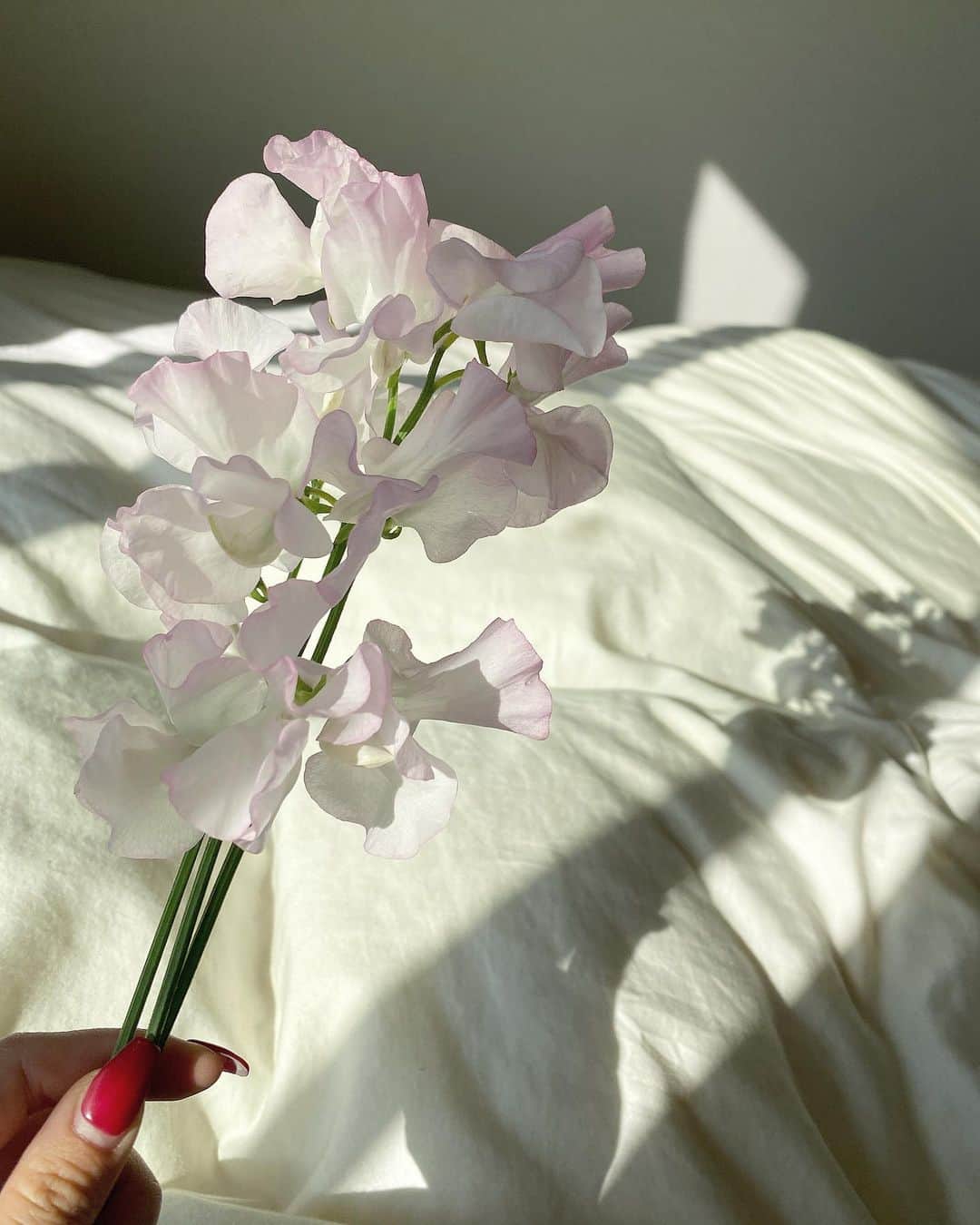 のインスタグラム：「🌸」