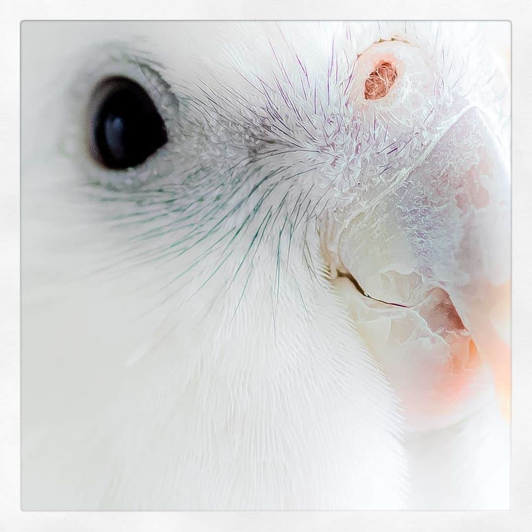 YURAPOi ゆらぽぃさんのインスタグラム写真 - (YURAPOi ゆらぽぃInstagram)「white face 🤍YURA」12月17日 19時48分 - ryoichisakai