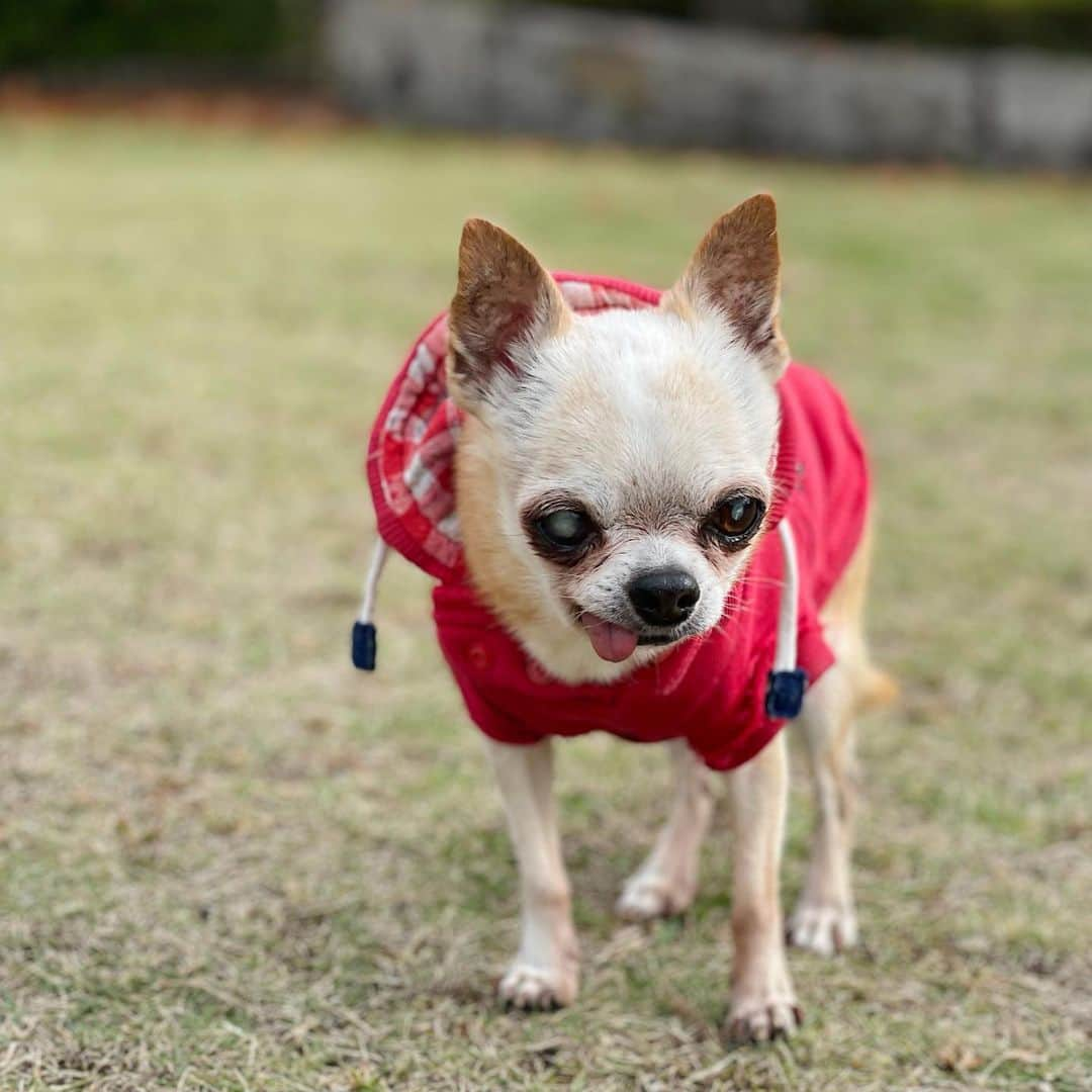 山田佳子さんのインスタグラム写真 - (山田佳子Instagram)「今日のレノン🐶💕﻿ シニア犬になりましたが、とっても元気で食欲旺盛‼︎ 飼い主によく似てる🤣16回目の冬、頑張って乗り越えようね！ ﻿ #朝のお散歩﻿ #大好き﻿ #シニア犬﻿ #だけど #食欲旺盛﻿ #まだまだ頑張れ #白内障わんこ  #ずっと一緒 #愛犬との暮らし  #chiwawalove」12月17日 20時00分 - yoshiko117