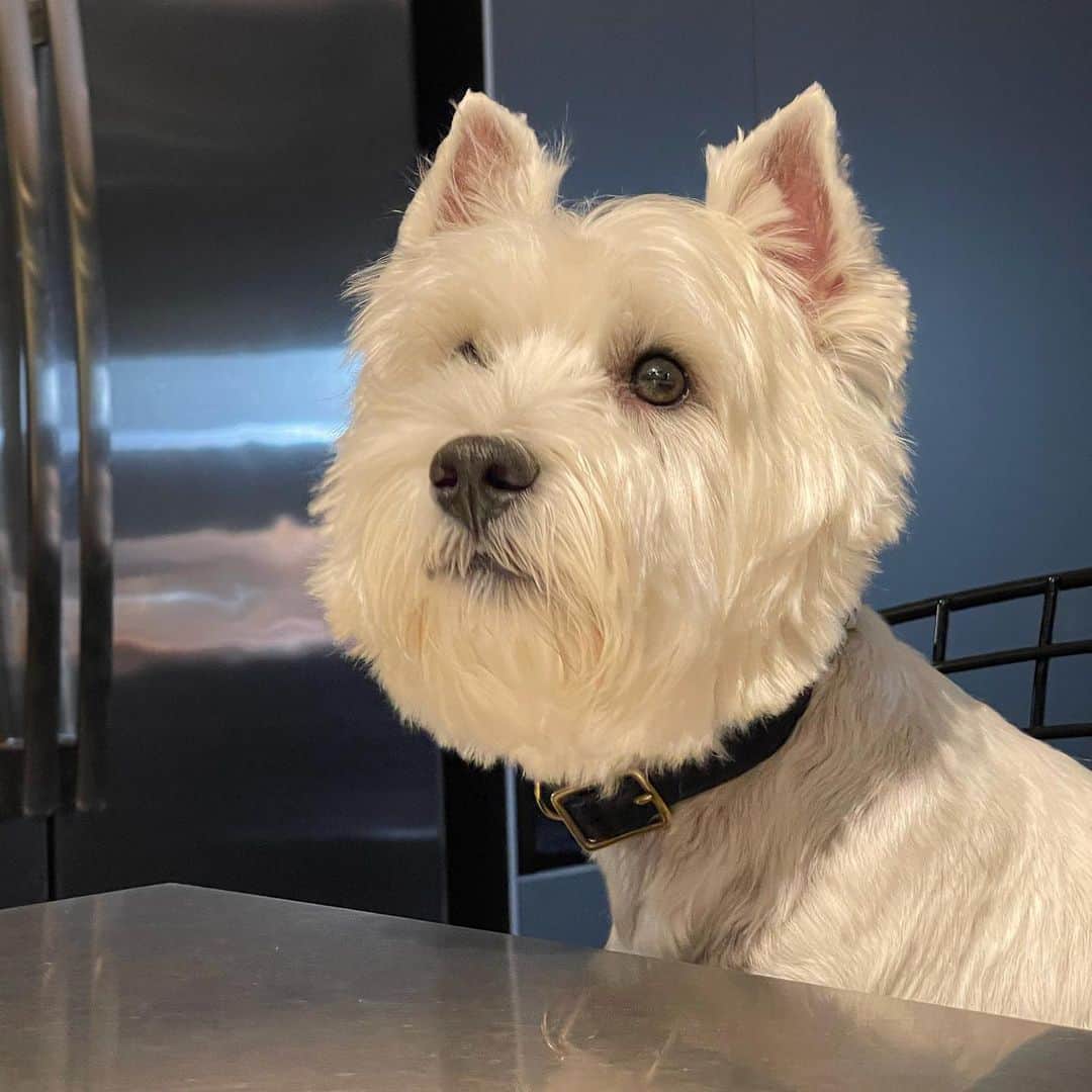 のインスタグラム：「After dinner #westieclub  #westie  #whiteterrier」