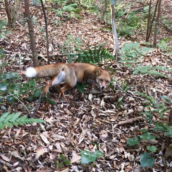 金丸竜児のインスタグラム：「今日は仕掛けてた罠にキツネが掛かりました🦊  キツネは狩猟獣なので、一瞬、キツネうどんにしようかと思ったのは冗談ですが、その後、優しくリリースしました👍  罠を外してる時は分かったみたいで大人しくなり、外した後は何度もコチラを振り返りながら山に帰っていきました‼️  #狩猟　#キツネ　#罠　#くくり罠　#金丸竜児」