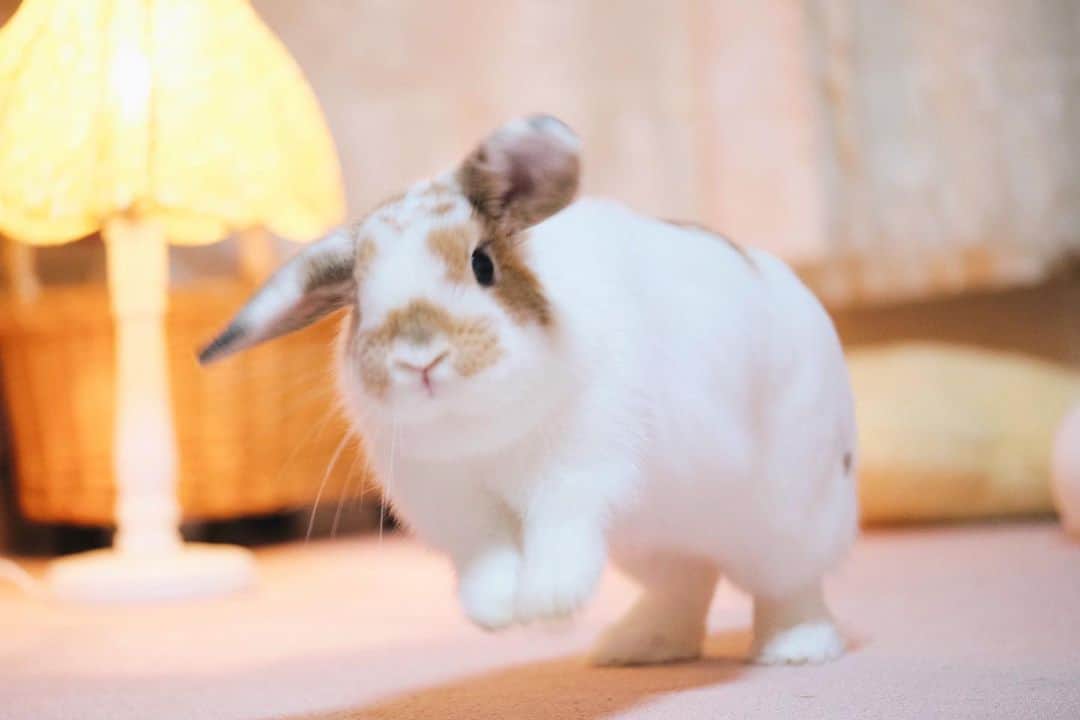 usagraphのインスタグラム：「ロップの走る時おみみパタパタなるのが可愛すぎる🥰 ＊ ＊ ＊ #うさぎ　#rabbit #bunny #ふわもこ部  #WeeklyFluff #igersjp  #tokyocameraclub #東京カメラ部  #神戸カメラ部  #bunnystagram  #うさぎ部 #ホーランドロップ #hollandlop  #ファインダー越しの私の世界 #art_of_japan #myfujilove  #今日もx日和」
