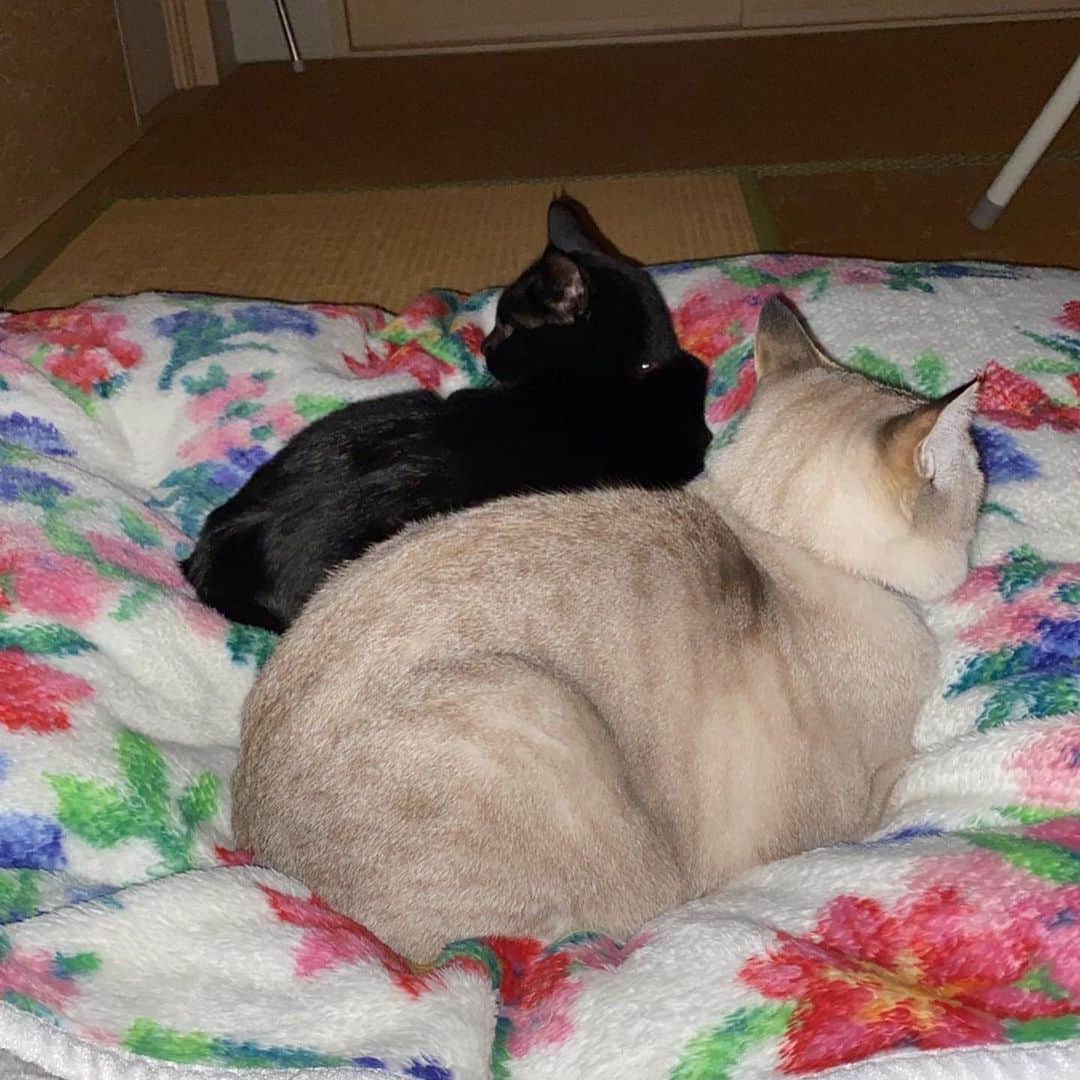 田村浩平のインスタグラム：「. 実家で飼っている2匹の猫🐈  1枚目の写真は、寒くて身を寄せ合っていたそうです。 (撮影：母)  かわいいな〜  #猫 #どちらかというと犬派  #中京テレビ #アナウンサー #田村浩平」
