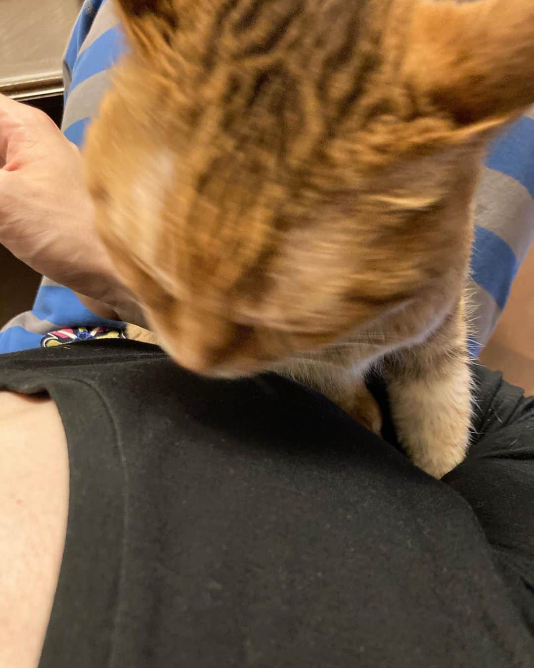ウエンツ瑛士さんのインスタグラム写真 - (ウエンツ瑛士Instagram)「お疲れ様です。 帰ってきたら狩猟のごとく 私の膝の上を取りに来ました。  実家生活9ヶ月目突入 猫に愛され始めました。」12月17日 20時44分 - eiji_wentz_official