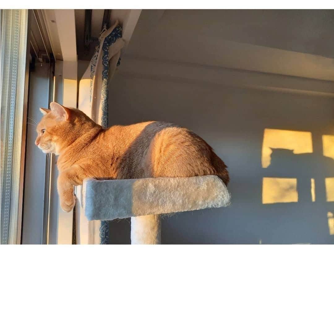 PECOねこ部さんのインスタグラム写真 - (PECOねこ部Instagram)「「猫の可愛さは本体だけではなかった！！」 . #窓の外を #見守る茶太郎くん😳✨ #勇敢な姿も可愛いけど #壁に映る影にもご注目❤️ #シルエットも可愛い〜💕 . 素敵な投稿してくださったのは… @chataro.0511 さん 他にも素敵なお写真がたくさんあるので、ぜひ遊びに行ってみてくださいね♪  #ペコねこ部 をつけて投稿すると… PECOのSNSで楽しくご紹介させていただきます😋  #ねこ #猫 #ネコ #ねこ部 #にゃんこ #かわいい #cat #cats #catsofinstagram #cats_of_instagram #catstagram #kawaii #meow #catlover #影 #シルエット #元野良猫 ##茶トラ男子部」12月17日 21時00分 - pecocats