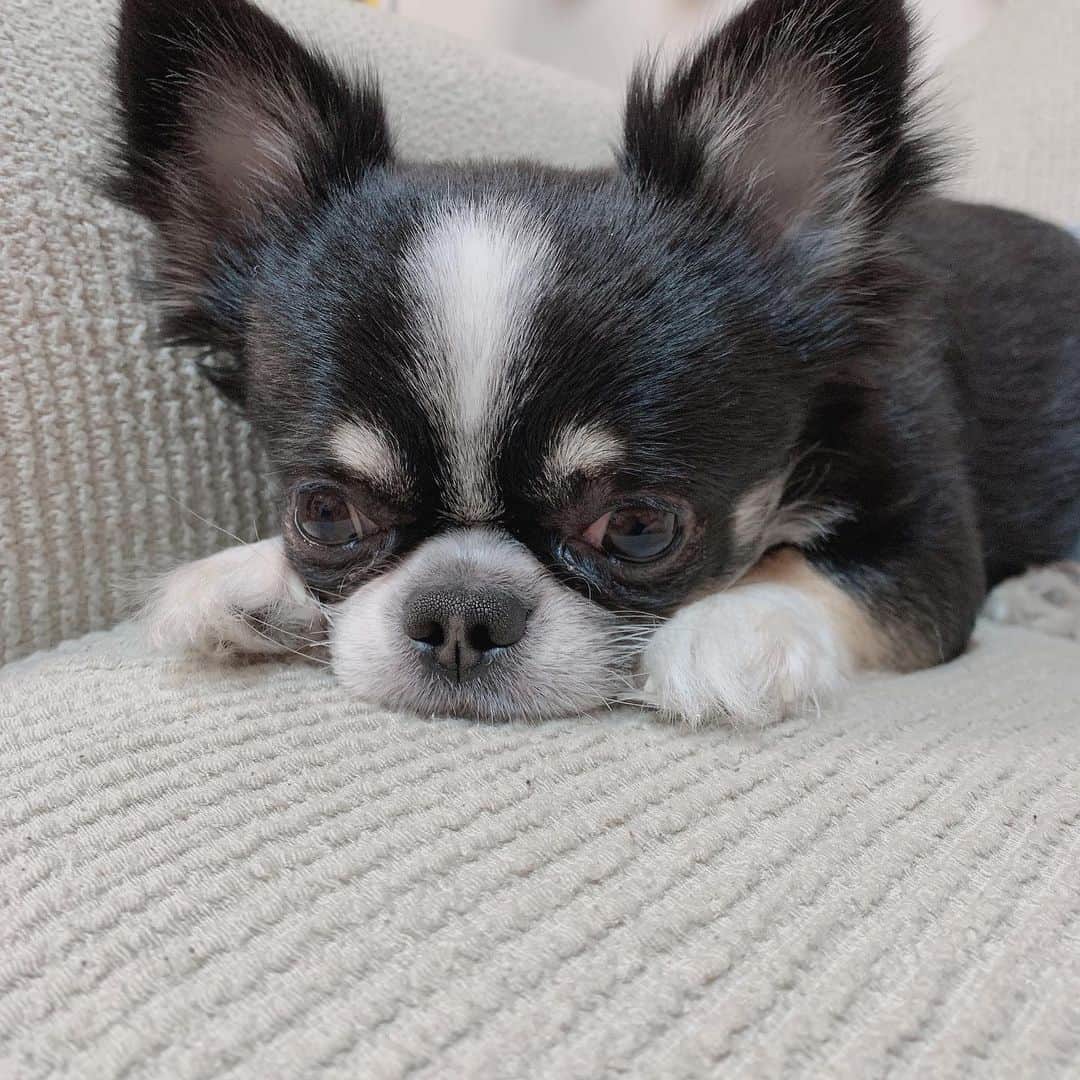 宮丸くるみのインスタグラム：「かわいいかわいい(ᐡ •̥  ̫ •̥ ᐡ)‬  ・ ・ ・  #チワワ #犬 #愛犬 #いぬすたぐらむ #犬のいる暮らし #dog」