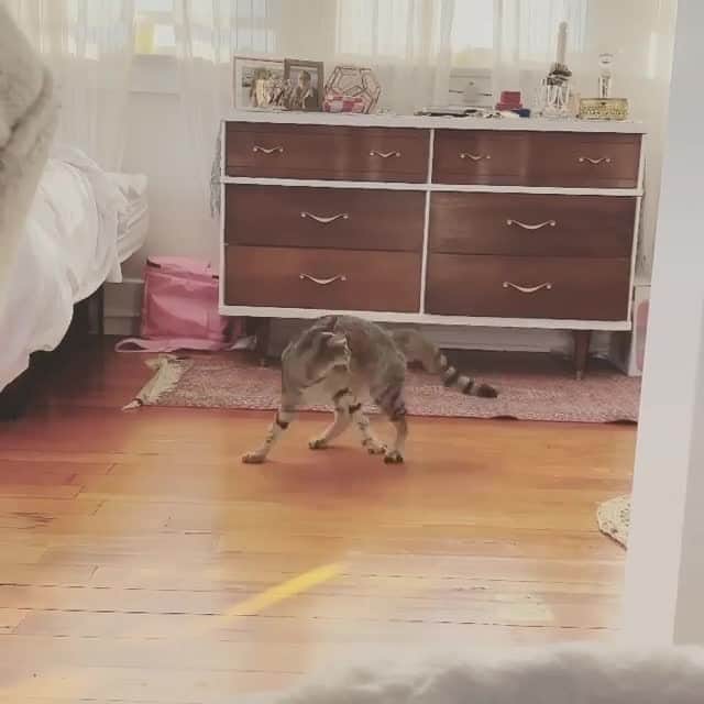 Aww Clubのインスタグラム