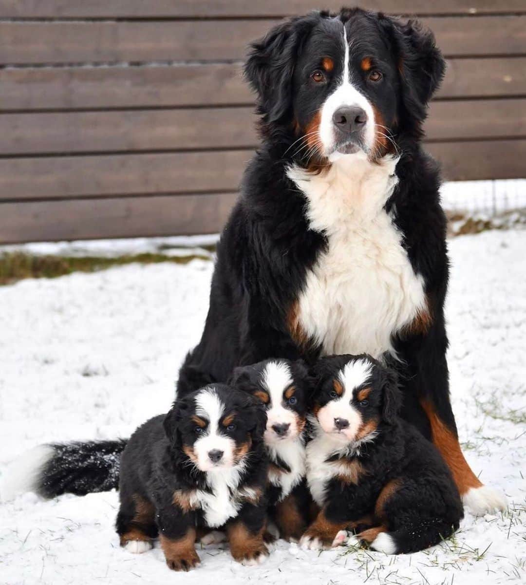 Animalsさんのインスタグラム写真 - (AnimalsInstagram)「Family portraits in the snow ⛄️ By @funaticbmd #insta_animall #winter  . . . . #cute #love #stylish #photooftheday #perfect #fashioninsta #bestoftheday #gorgeous #beautiful #streetstyle #amazing #balcony #goals #babies #fashionpost #girl #dress #beach #inspiration #baby #fashionable #flowers #style #fashion #fashionblog #babe #travelawesome」12月17日 21時29分 - insta_animall