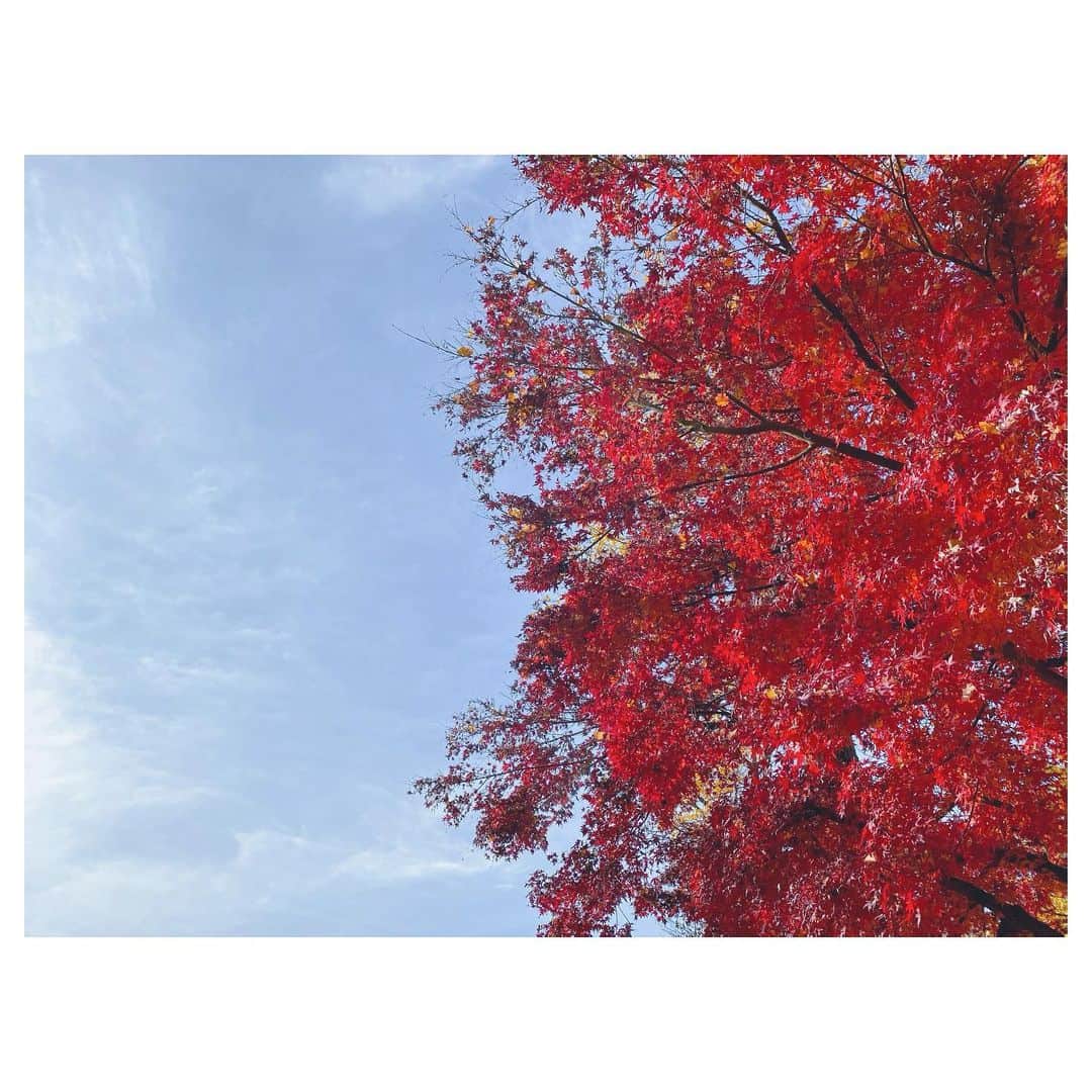 大塚愛さんのインスタグラム写真 - (大塚愛Instagram)「朱にお惚れる  AIO　#紅葉 #赤 #紅 #朱」12月17日 21時26分 - aiotsuka_official