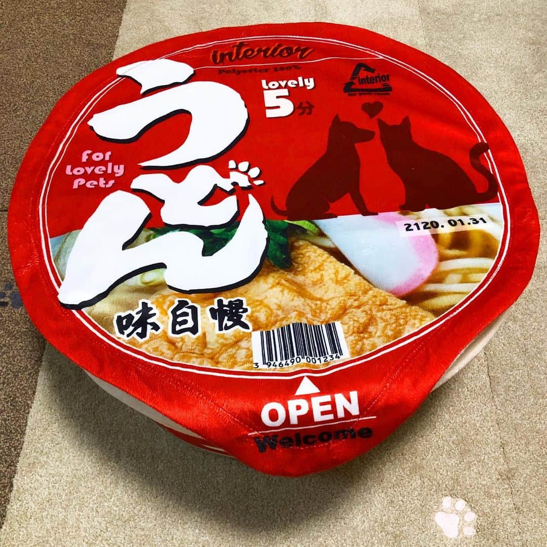 むぎちょこさんのインスタグラム写真 - (むぎちょこInstagram)「我が家で人気の どんぎつねベッド🍜 寒くなったから順番待ちができてるよ🐾  🦊みるく♀milk #ラグドール #Ragdoll 🐻ぷりん♀pudding #サイベリアン 🦁ちょこ♀choco #アメリカンカール #Americancurl 🐨くりーむ♂ cream #siberiancat #どんぎつね #どんぎつねベッド #カップ麺ベッド #ラグタス」12月17日 21時30分 - mugi325channel