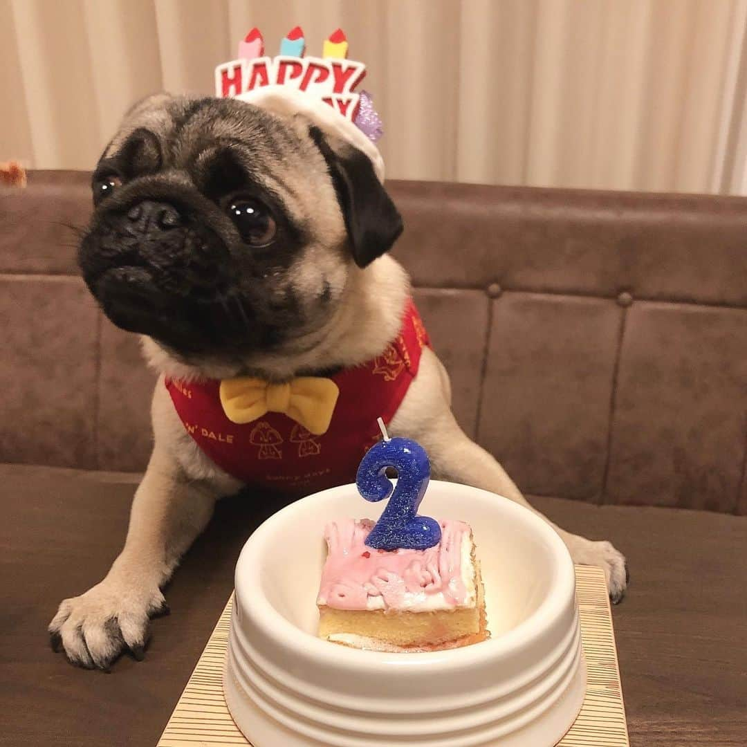 佐々木かいさんのインスタグラム写真 - (佐々木かいInstagram)「のりたま氏、本日無事に2才になりました🐶🎂❤️ これからもとにかく健康で、ただただ楽しくて美味しいだけの犬生を1日でも長く生きてほしいです🙏💐💕 いつも、笑いと癒しをありがとう✨ ・ #のりたま #パグ #パグのいる生活 #パグのいる暮らし #パグスタグラム #2才 #お誕生日」12月17日 21時37分 - kai_s_1213