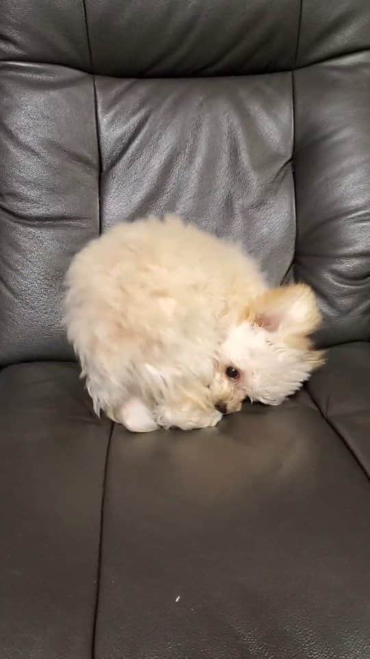 のインスタグラム：「#ぐるぐる #チワプー #犬のいる暮らし #犬バカ部 #ミックス犬 #ミックス犬同好会 #犬好きな人と繋がりたい #dogstagram #dog #doglover #愛犬との暮らし #愛犬 #相棒 #ハーフ犬mix犬 #ハーフ犬 #いぬのいる暮らし #いぬすきさんと繋がりたい🐶 #いぬ部 #チワプー同好会 #チワプー女の子 #チワプー友の会 #chihuahua #toypoodle #chihuapoo」