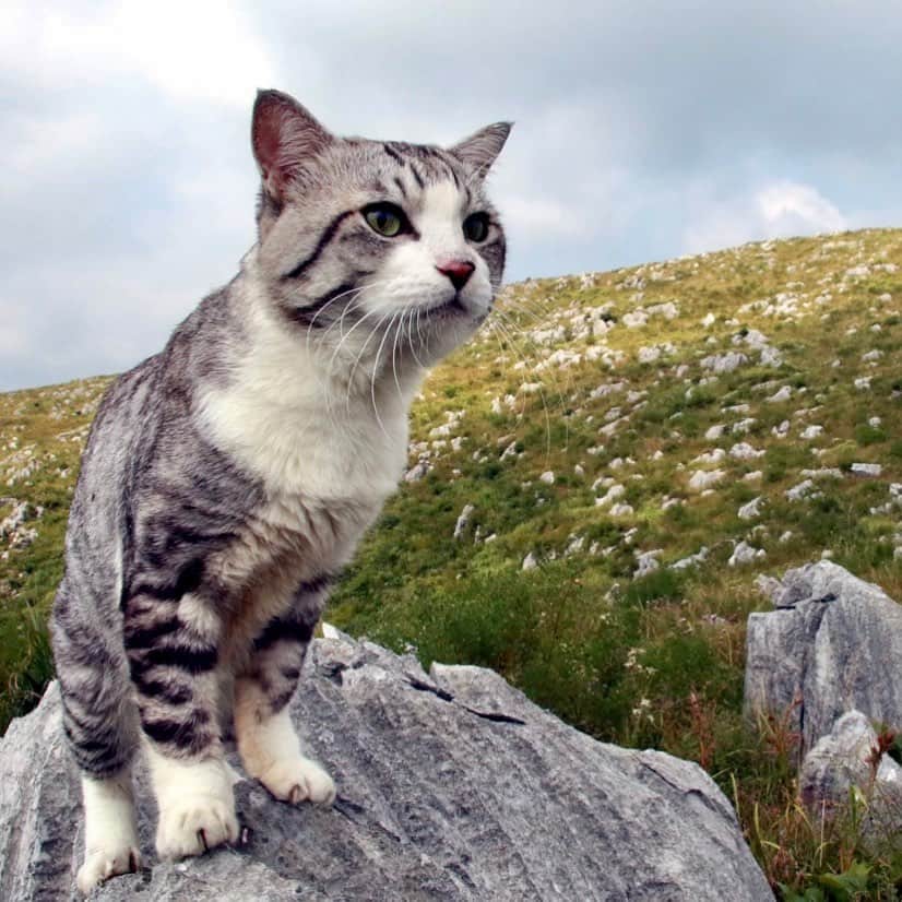 Nyankichi Noranekoさんのインスタグラム写真 - (Nyankichi NoranekoInstagram)「日本最大級のカルスト台地 、秋吉台（あきよしだい）❗️  日本最大的岩溶區台地，秋吉台❗   The largest Karst plateau in Japan, Akiyoshidai ❗  猫 #cat #고양이 #แมว #貓 #кошка #wats #chat #ニャンスタグラム #gato #catsofinstagram #ねこ部 #旅猫 #cats #japan #猫写真 #ねこ #seekor #ネコ #kitty #パトロール #kucing #kucinglucu  #おいでませ山口 #おいでませ山口へ #秋吉台 #カルスト台地 #山口県」12月17日 21時59分 - noraneko_nyankichi
