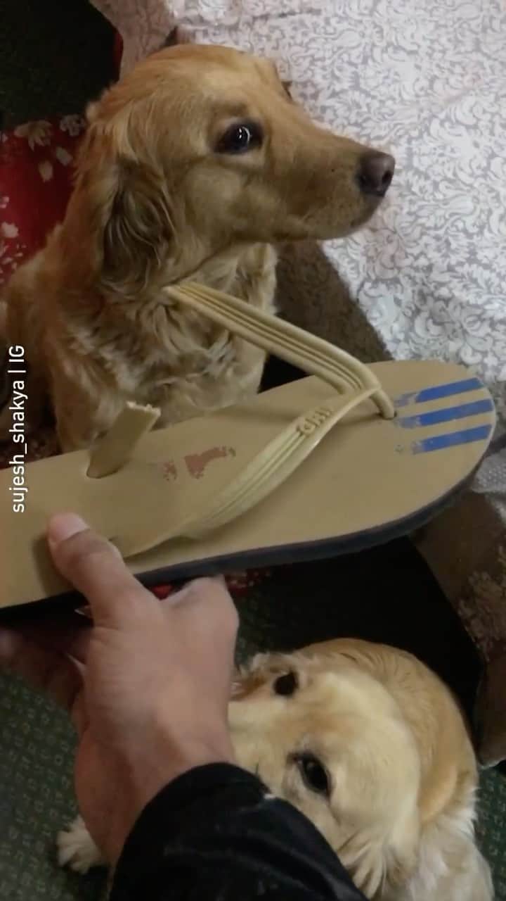 のインスタグラム：「I’m sure it wasn’t them 📹 @sujesh_shakya - Want to get featured like them? Join “The Barked Club” on FACEBOOK and post something now! 👉 barked.com - #TheBarkedClub #barked #dog #doggo #GoldenRetriever #GoldenRetrievers」