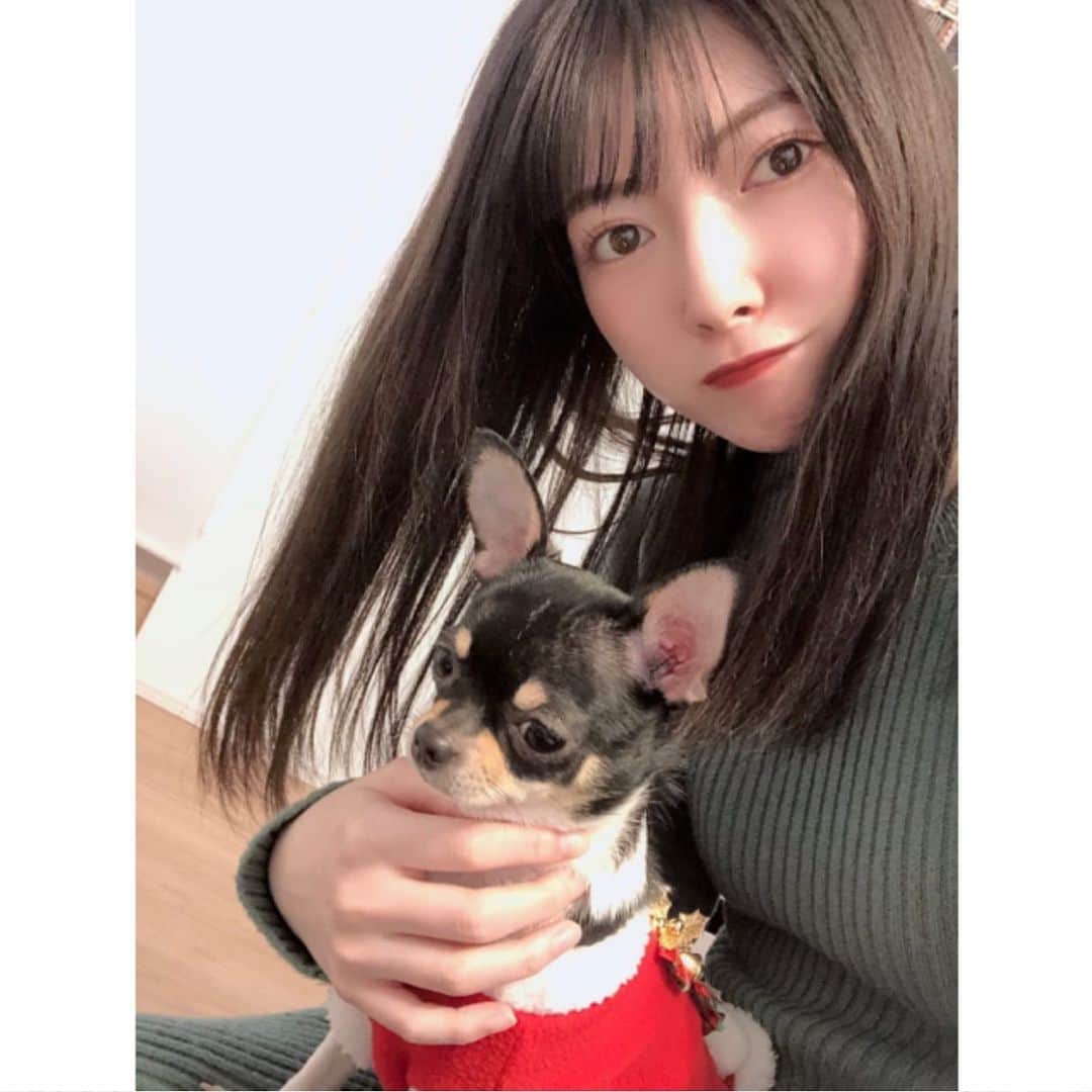 日下部美愛のインスタグラム：「めるちゃん可愛すぎた〜〜〜 癒  #犬 #スムースチワワ #dog #dogstagram #doglife」