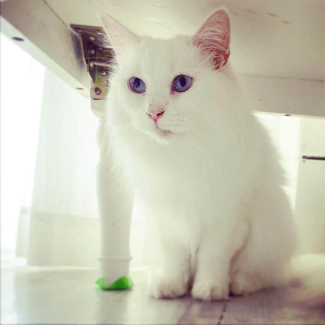 スタペ／スターペットのインスタグラム：「目の色がブルー👀なメインクーンさん😍 真っ白でふわふわでした⛄️  #スターペット#ペットモデル募集#メインクーン #猫#青い目の猫 #cat #ペットモデル#starpet#スタペグラム#白猫#猫撮影」