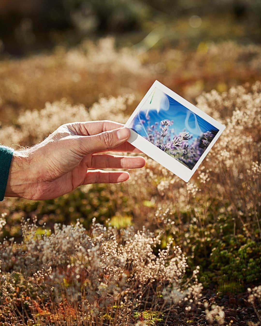 ロクシタンさんのインスタグラム写真 - (ロクシタンInstagram)「“Our farm is located at an altitude of 1000 metres and this environment is perfect for⁣ growing lavender. The plateau is vast and spreads over the middle of the⁣ mountain. Lavender is grown everywhere; it even grows wild by the side of the road in this dry limestone soil.” - Jerome Boenle, lavender distiller and grower. ✨⁣ ⁣ For an extra relaxing night's sleep, add a few drops of lavender essential oil to your pillow before bed. 💤⁣ ⁣ #Lavender #HomeGrown #Provence #Loccitane #SupportingProducers」12月17日 22時27分 - loccitane