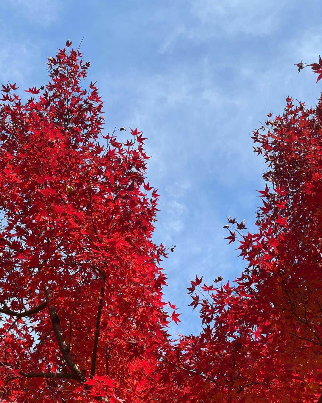 奥家沙枝子さんのインスタグラム写真 - (奥家沙枝子Instagram)「うちの近くの紅葉、実はまだいい感じ🥰 お茶の水のニコライ堂やその付近はイチョウやモミジがきれいに色づいてます🍁 . 今年は色合いも素晴らしいし、いつもより少し遅い？のかな 皇居周りの紅葉も燃えるようでとても美しかったです🔥 . 紅葉見逃しちゃった人も、都内ならまだ間に合うかも！ . . #紅葉#散歩#イチョウ#モミジ#公園#晴れ#お天気#休日#ぶらぶら#東京 #tokyo #japan #beautifuldestinations #trip #walk #nature #travel #sunny #goodday #funday」12月17日 22時32分 - saekookuya