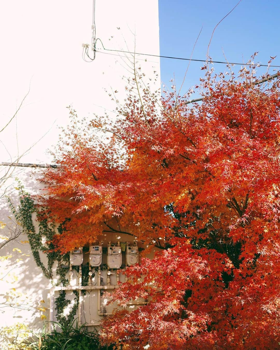 井元麻帆のインスタグラム：「最近の景色☁️📷 GRiiiが修理から帰ってきて、嬉しくてまた持ち歩いている...☺️  最後の写真は、下北沢の蚤の市で見つけた、パキスタンの大理石でできているお猪口🍶 中身は鍋島です。くぅ #griii  #鍋島 #日本酒」