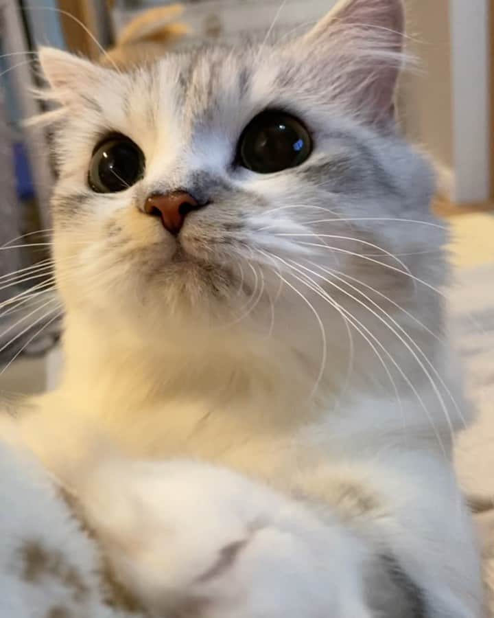 マンチカンのココ王子のインスタグラム：「フミフミ💓  動画は立っちして私の二の腕にフミフミしてます😂  #ミヌエット#minuetcat#cat#cutecat#beautifulcat#neko#kawaii#猫#猫のいる暮らし#猫のいる生活」
