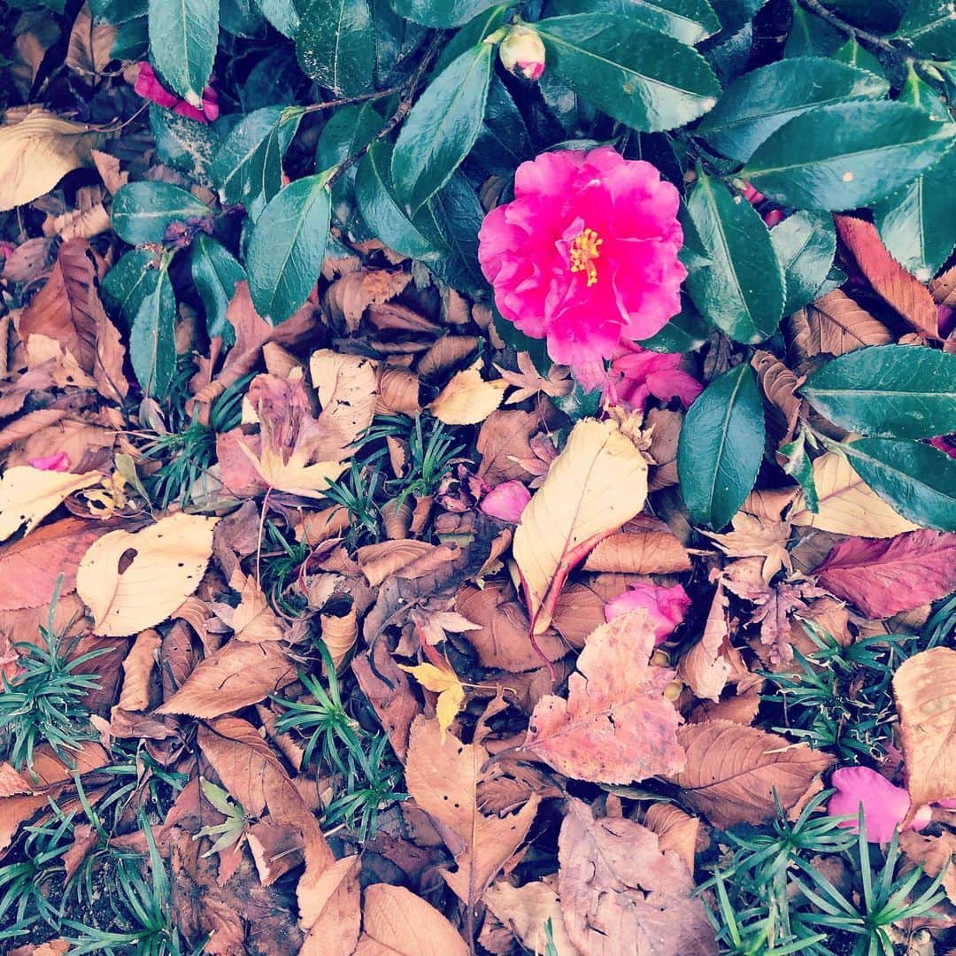 のインスタグラム：「📸」