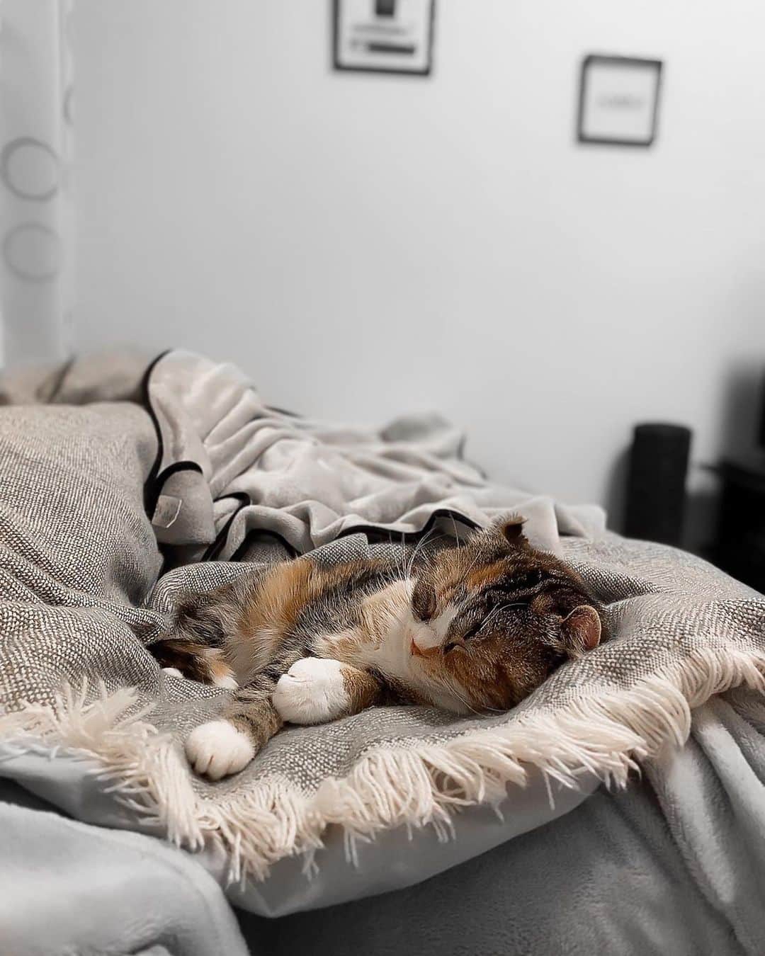 UESUGIRINAさんのインスタグラム写真 - (UESUGIRINAInstagram)「そらまる🐾癒  ずっーと寝てるし、大人しすぎて 鳴き声もあまり聞いたことない笑  おもちゃ興味なさそうだし 君ほんとに猫なんか？🐈🤍  . #ねこすたぐらむ #ねこのきもち部  #猫好きさんと繋がりたい #アメリカンカール」12月17日 22時48分 - uerina__.t