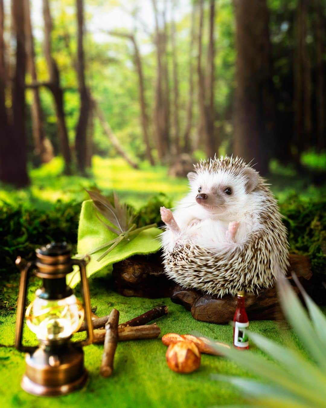 ダーシーのインスタグラム：「A journey of self-discovery🛤🌿✨」