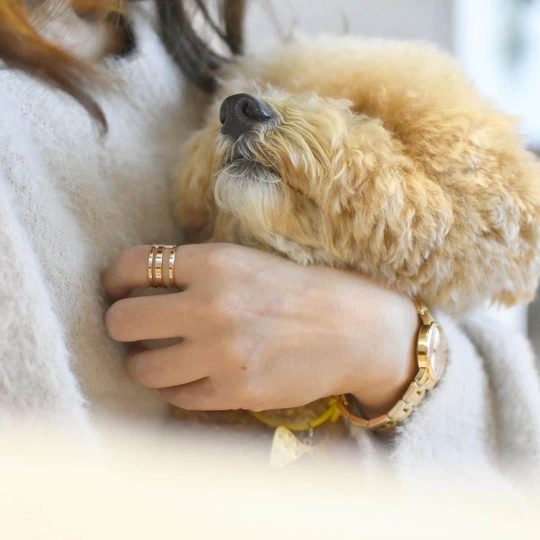 yun.ゆんのインスタグラム：「cotton.💭 寒い日はもふもふくん達にあたためてもらうにかぎります。❤︎ . . コットン後2日で2歳のお誕生日。🎂 かわいい癒しだった0歳1歳。🐶 今年はマーモンとも仲良くなって日に日に絆も深まった一年になりました。✨ . . . . 私が付けている @danielwellington  様のローズゴールドの時計とリング。 とてもいい色合いです。✨ . . . ☆Daniel Wellingtonクリスマスキャンペーン実施中🎄 . *公式サイト https://www.danielwellington.com/jp/ またはDW直営店舗にて 二点以上お買い上げで25％OFF。（全品対象） . *特別ギフトラッピングも無料提供。 . *クーポンコード【marchlemon】にて更に15%off。✨ . ♪ ♪ ♪ #DWクリスマス#ダニエルウェリントン #danielwellington #クリスマスギフト #うさぎ#ウサギ#ネザーランドドワーフ#多頭飼い#犬#dog #rabbits#rabbitsofinstagram #rabbitstagram #petstagram #march#instapet#cutepetclub #instarabbit #bunnies #bunnylove #lapin #WeeklyFluff #lemon #netherlanddwarf #dailyflufffeature」