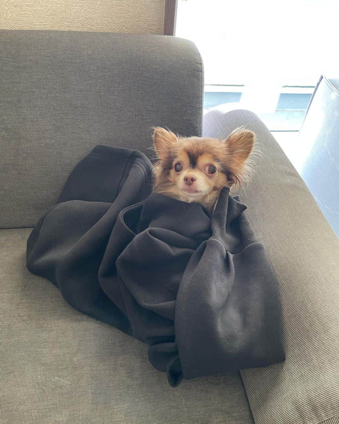 鈴木あやさんのインスタグラム写真 - (鈴木あやInstagram)「毎日色んな埋もれ方をしているアイたん🐶 7枚目やばい🤣笑  #mydog #dog #dogstagram #doglover #犬 #犬のいる暮らし #犬のいる生活 #チワワ部 #愛犬 #🐶」12月17日 23時00分 - techitechiaya