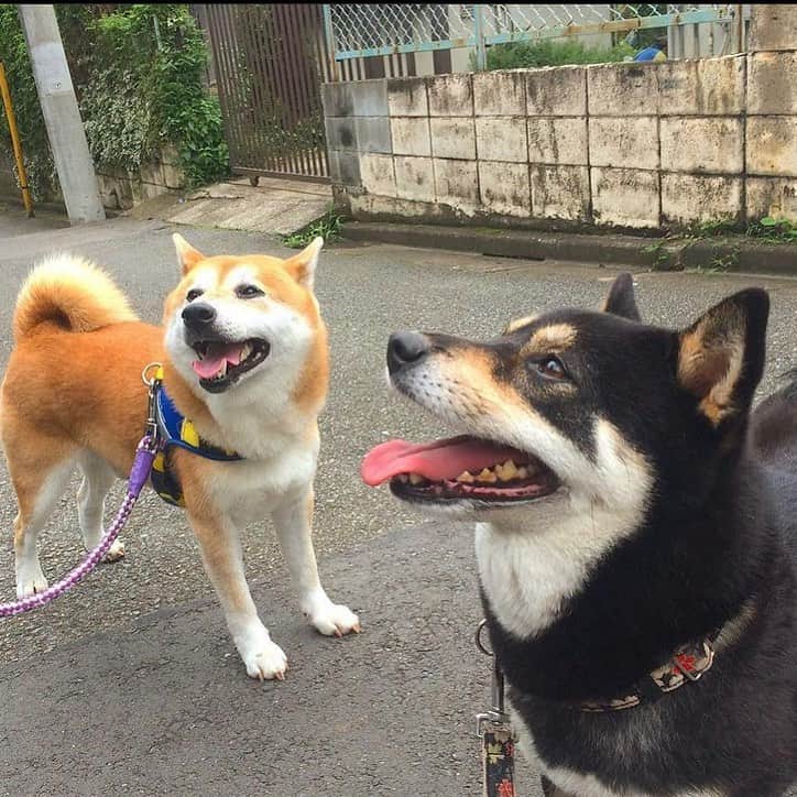vo_coのインスタグラム：「🐾 前に住んでいた公園のお友達・赤柴のレオが今月初旬に亡くなったと教えていただきました たぶん14歳くらいかな こたつがブリーダーからうちに来て、初めてのお散歩で一番最初に会った犬がレオでした 去勢してない雄だったこともあり、5歳上だったけどこたつはホントに大好きで、たぶん一番好きな犬だったんじゃないかなぁ 未だにイヤイヤしてる時とか「ほら、レオいるよ！」って声かけてました 昨年の9月に公園で偶然会えたのが最後だったなぁ… レオぱいせん、安らかに…！」