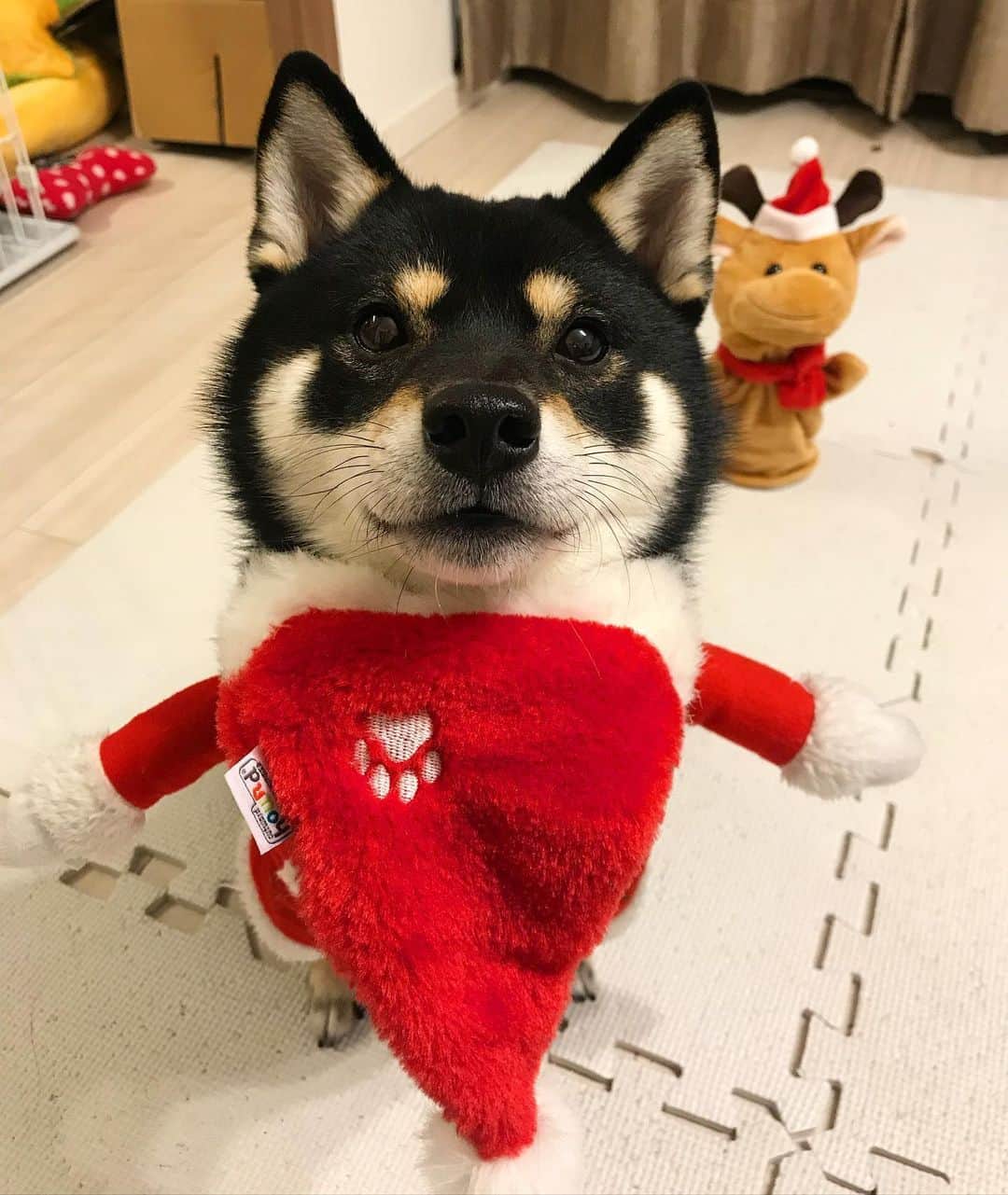まめ丸のインスタグラム：「* * クリスマス🎄🎅 ぼくはなにおねがいしようかなー🐶💓 * With only 8 days left until Christmas🐶🎄❣️ * #おにくかな🍖 #かのじょかな💋 #まめ丸サンタ 🎅 * #柴犬#豆柴#柴#黒柴#犬#ふわもこ部#いぬのきもち#shiba#shibainu#shibastagram#shibadog#puppy#instadog#dogstagram#dog#pet#petstagram#adorable#worldofcutepets#dailyfluff#weeklyfluff#クリスマス#サンタ」