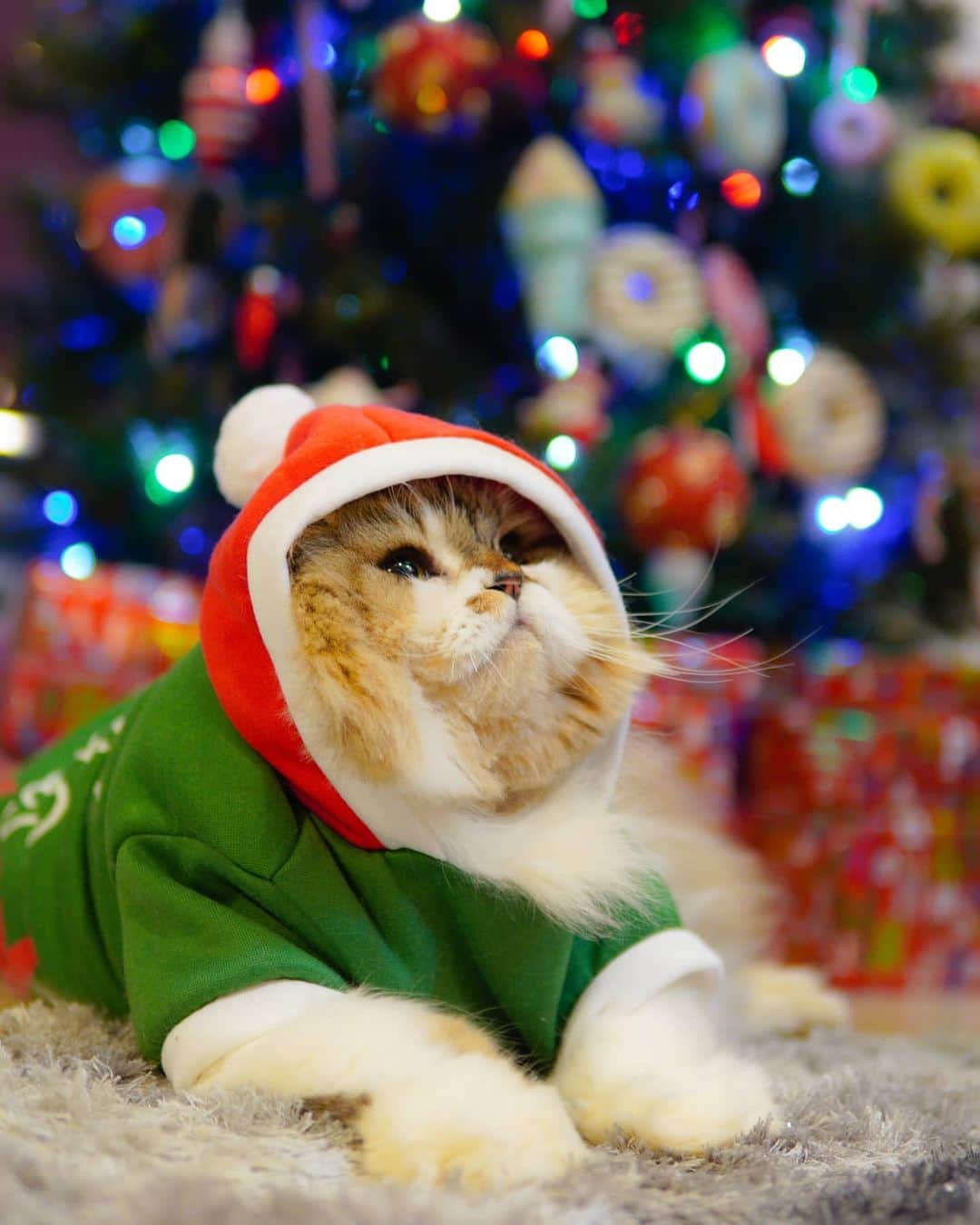 Kenshin & Chloeyのインスタグラム：「(swipe) 📝 🧑‍🎄Dear Santa, Ive been a very good  meowboy this year. Please give me lots and lots of treats on Christmas day 🥰😋#goodkitty#christmascat#dearsanta」
