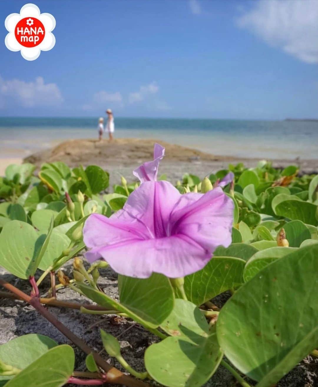 はなまっぷ❁日本の花風景さんのインスタグラム写真 - (はなまっぷ❁日本の花風景Instagram)「🌸🍺はなまっぷの忘年会2020🍺🌸 *  @3r1hs さんの  2020年のお花に花まるを💮 * 今年一年素敵なお花をたくさん ありがとうございました😊🌸💮 * 沖縄　#恩納村 Onna, Okinawa Pref. * 🌼•••🌹•••💠•••🌷•••🌸•••🌺 * 💮みなさんの2020年のお花に花まるを💮 * これまでに撮影された お気に入りの✨「1枚」✨ を、#はなまっぷ忘年会2020 に投稿お願いします😊 * みなさんのご参加お待ちしております🍺 * #はなまっぷ * 🌼•••🌹•••💠•••🌷•••🌸•••🌺 * #日本#花#グンバイヒルガオ」12月17日 23時23分 - hanamap