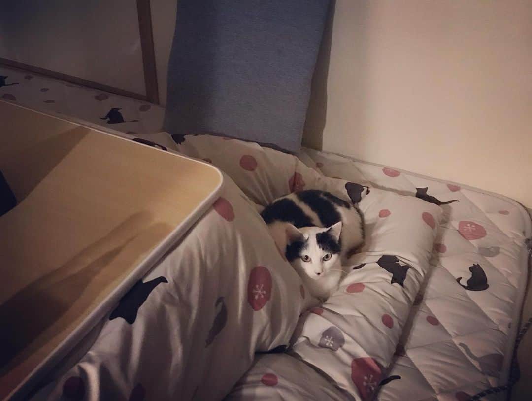 山口治樹さんのインスタグラム写真 - (山口治樹Instagram)「ブチにこたつをプレゼント🎁 気に入ってくれたみたい😻  #cat #gato #猫 #ネコ #ねこ #ねこすたぐらむ」12月17日 23時19分 - delpieroyh