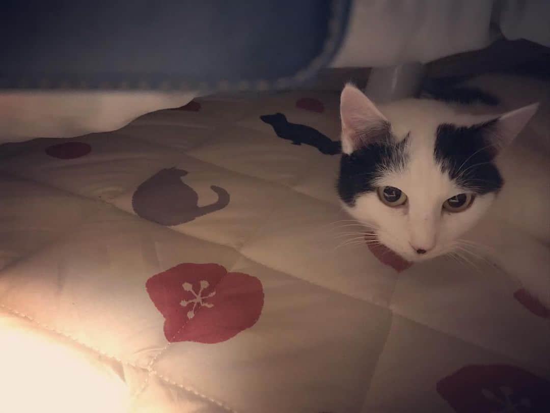 山口治樹さんのインスタグラム写真 - (山口治樹Instagram)「ブチにこたつをプレゼント🎁 気に入ってくれたみたい😻  #cat #gato #猫 #ネコ #ねこ #ねこすたぐらむ」12月17日 23時19分 - delpieroyh