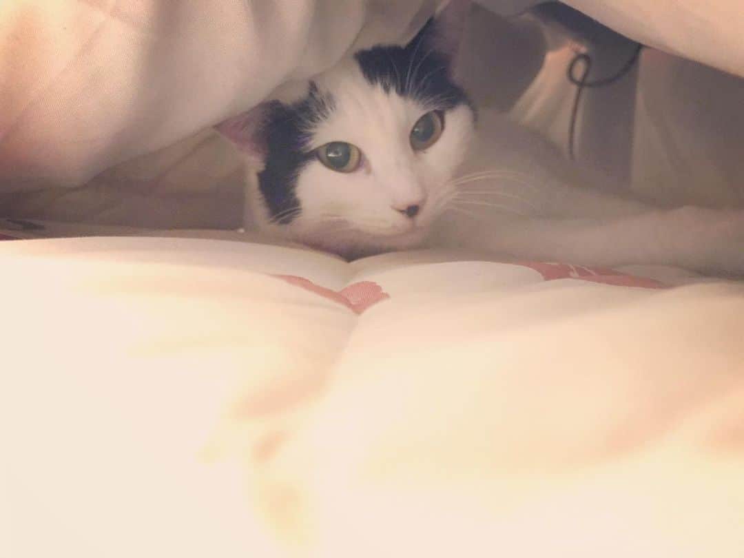 山口治樹のインスタグラム：「ブチにこたつをプレゼント🎁 気に入ってくれたみたい😻  #cat #gato #猫 #ネコ #ねこ #ねこすたぐらむ」