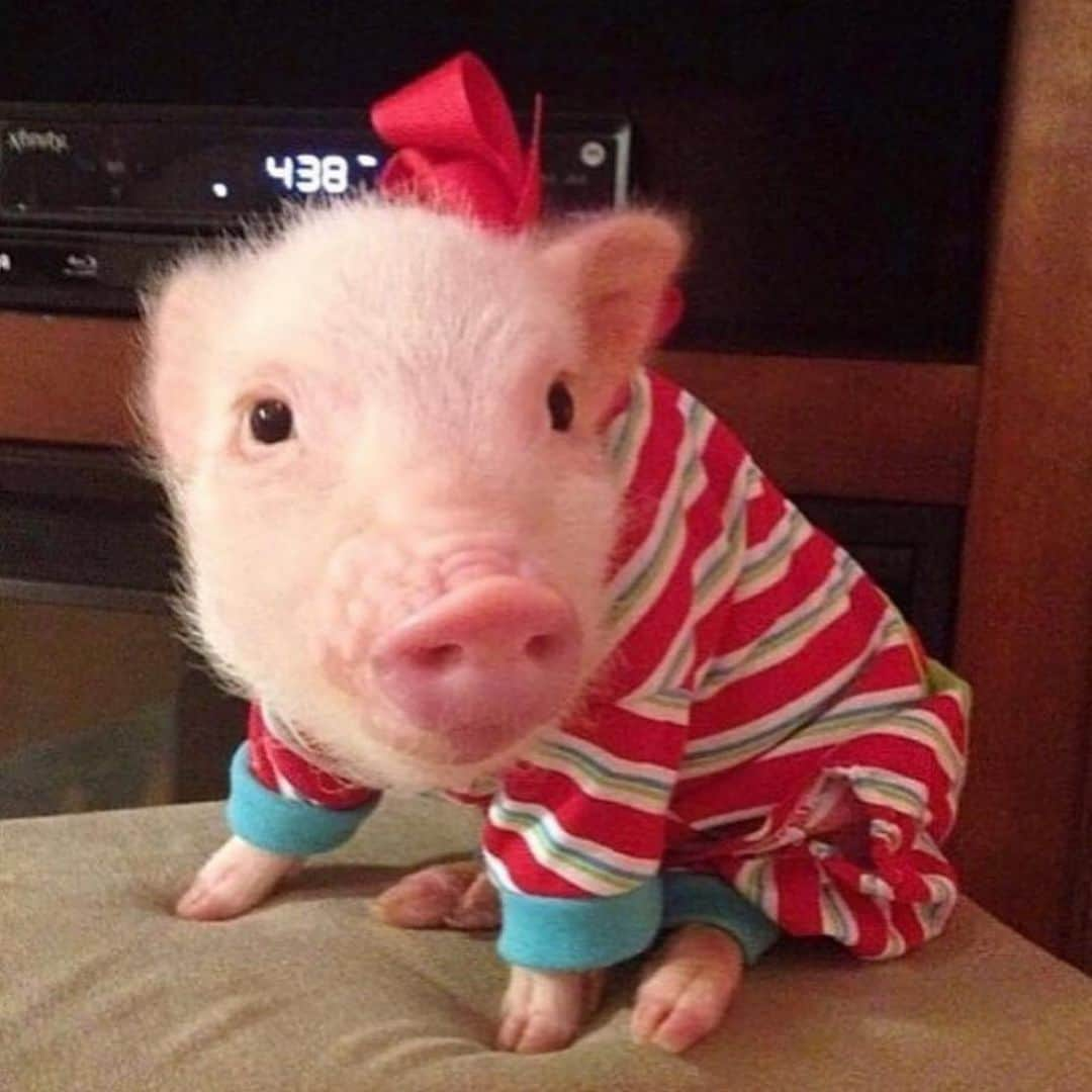 Priscilla and Poppletonさんのインスタグラム写真 - (Priscilla and PoppletonInstagram)「Throwback to my very first Christmas when I was an only pig. Things sure seemed great back then, but boy if I only knew how much better they were about to get when Silly Pop and the rest of the family arrived. They sure make life a lot more fun. Feeling very blessed this holiday season.🐷🌲🎁#tbt #babiesfirstchristmas #piglet #merrypigmas #blessed #babyprissy #PrissyandPop」12月17日 23時36分 - prissy_pig