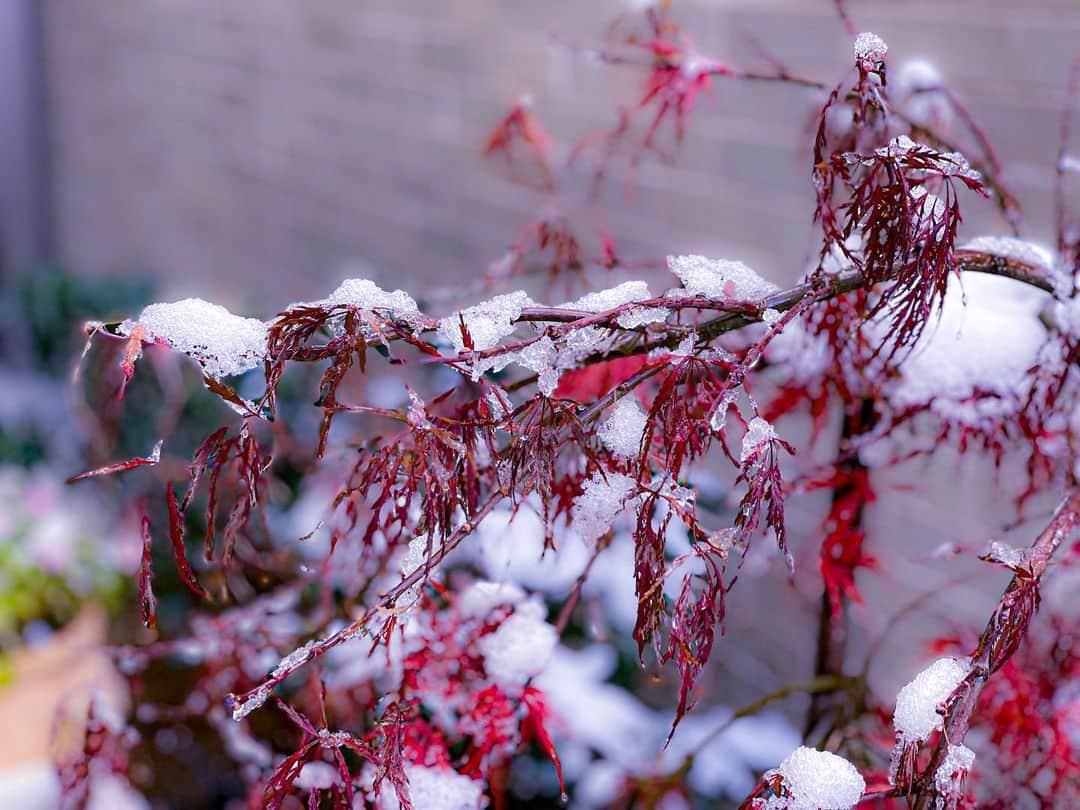 中野猛さんのインスタグラム写真 - (中野猛Instagram)「紅みが消えない紅葉に🍁降り注いだ雪...まだ枯れまいと懸命に散らない紅葉になぜか感動するオヤジの朝だった。  #秋から冬へ　#秋から冬への移り変わり」12月17日 23時48分 - takeshi__nakano
