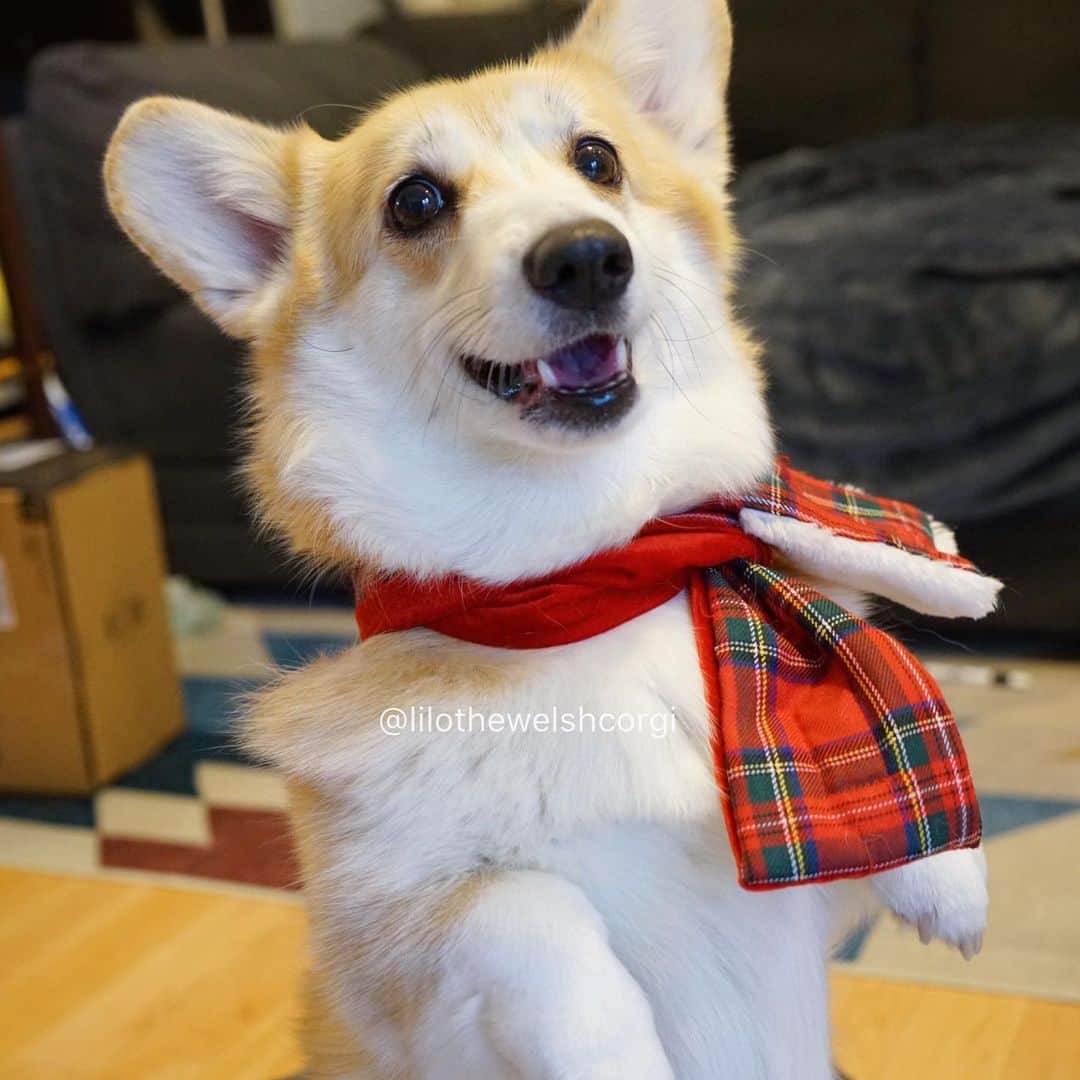 Liloのインスタグラム：「Just feeling a little festive ❤️」