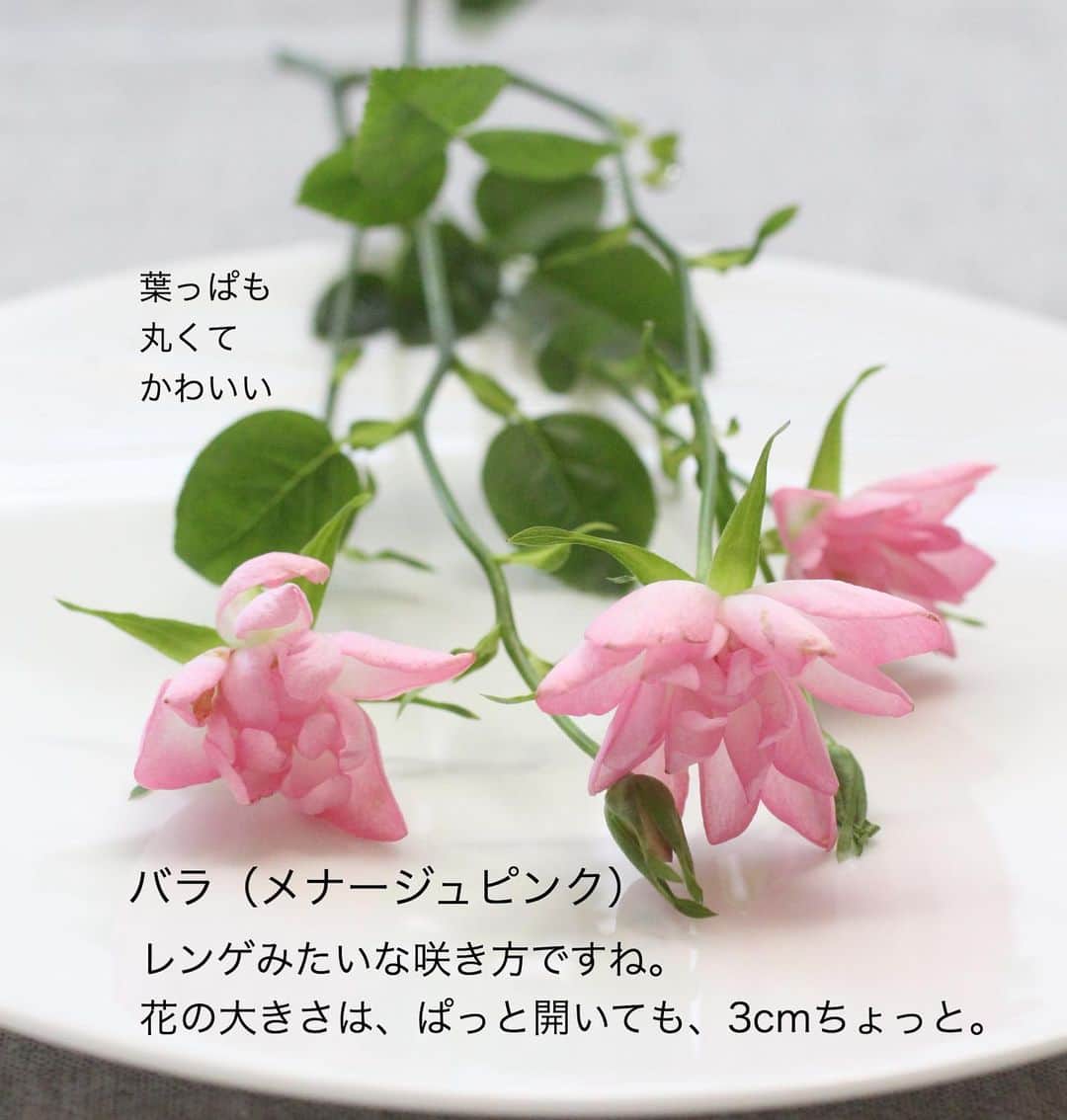 雑誌『花時間』さんのインスタグラム写真 - (雑誌『花時間』Instagram)「おはようございます。この小さなピンクの花もバラなんです。﻿ ﻿ スプレータイプのバラ、メナージュピンク。  私が買ったバラには、1本に4輪のお花がついていました。﻿ ﻿ 草花みたいにか細い茎に﻿ レンゲみたいなお花。﻿ ﻿ 野の花になりたかったのかな？  茎にはトゲがなく スベスベのおみ足です🦵。﻿ ﻿ とても小さなバラなので﻿ ティーカップが似合いますよ☕️。﻿ ﻿ 深さのあるソーサーなら ソーサーにもお水を張って そこにもお花をいけてみて。﻿ ﻿ 深さのあるお皿なら、なんでもオッケー🙆‍♀️でーす！﻿ ﻿ 葉っぱもかわいいバラだから、切り分けて✂️加えてみました。﻿ ﻿ かわいい子だね💕﻿ ﻿ ティーカップは草花にもぴったりですよ。﻿ ﻿ では、本日も元気smile😊😊😊で頑張りましょう！  大雪の地方の皆さま、お疲れさまです。by ピーターパン﻿ ﻿ #flowers #flowerslovers #flowerstagram #flowerarrangement  #花時間 #花時間2020 #花好き #花藝 #花好きな人と繋がりたい #花が好きな人と繋がりたい #花のある生活 #花のある暮らし #花を飾る #花を飾る生活  #バラが好き #バラのある暮らし #バラ #バラ部  #かわいい花 #ピンクの花  #小さな花  #ビタミンf #ピンクのバラ  #pinkroses  #花屋さんへ行こう」12月18日 9時45分 - hanajikan_magazine
