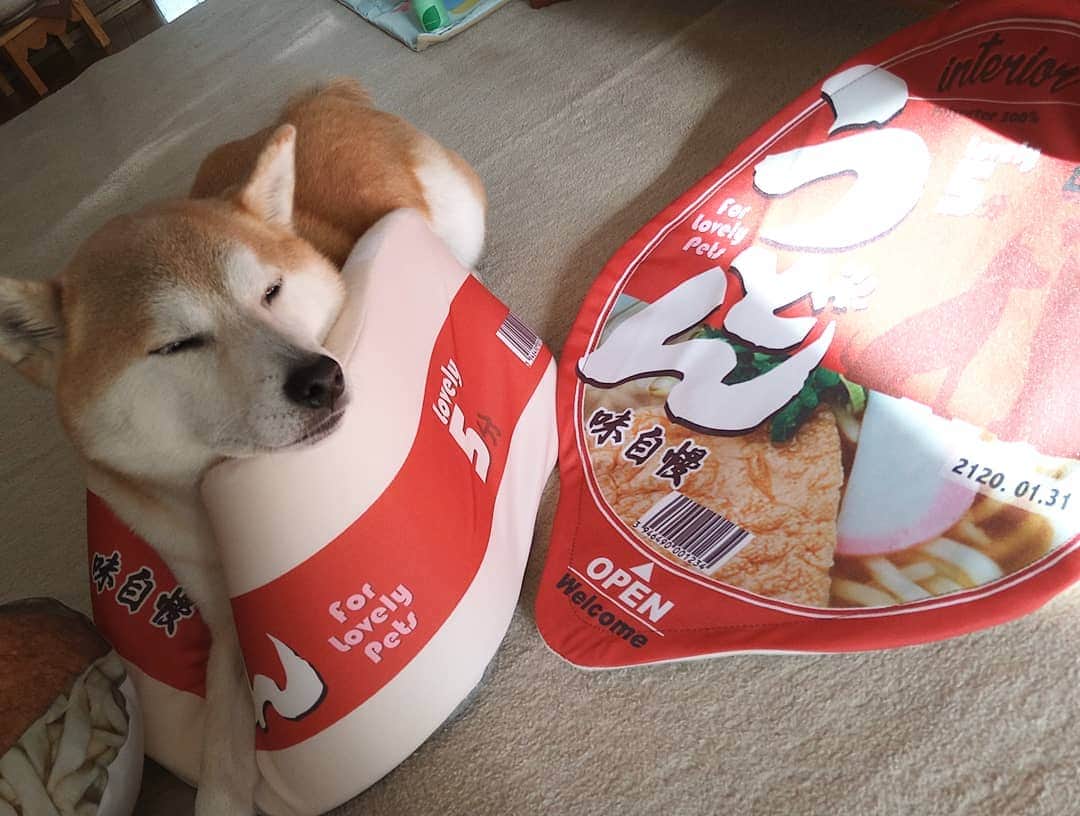 柴犬⭐️サスケのインスタグラム：「おはわん #柴犬#赤柴#犬ら部 #ふわもこ部 #わんだフォ #pecoいぬ部 #shibagram #shibasnap #shibastagram #🐶#🐶📷#レガリエ部 #うどん#茶助がとっても嫌そうなので#弟にお下がり」