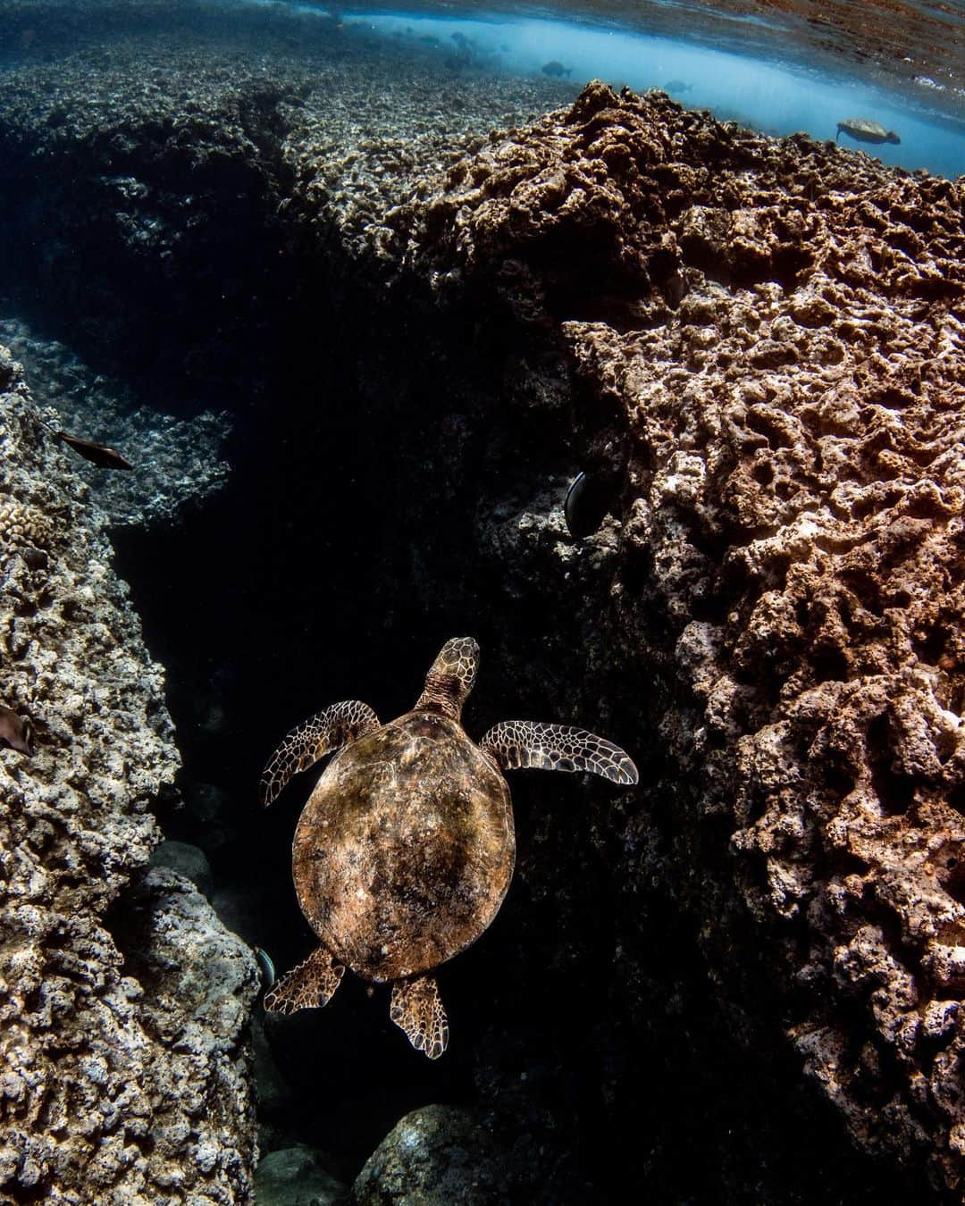 And Youさんのインスタグラム写真 - (And YouInstagram)「Would you swim here?   .  . . . .  #sealife #staysalty #underwaterphotography #water_of_our_world #padi #madeofocean #adventureculture #saveouroceans #offshore #bg_underwater #freedive #divedeep  #animallovers #animalpolis #animalsofinstagram #igscwildlife #animales #exclusive_animals #wildlifephoto #wildlifeaddicts #wildlifephotography #animalworld #awesomeglobe #hawaiian #hawaiiunchained #hawaiilife #nakedhawaii #hawaiistagram #hawaiitag」12月18日 9時56分 - dolphinsandyou