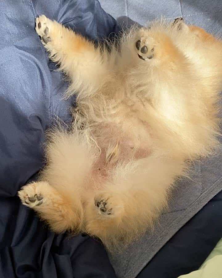 RIO POMEのインスタグラム：「あなた…  このままずっと寝てたんですか❓  #ポメラニアン #pomeranian  #犬 #dog #dogstagram#doglover #愛犬 #わんこ #ポメラニアン大好き #ポメラニアンが世界一可愛い #pom #ぽめらにあん #ポメ#pomeraniansofinstagram  #pomeranianlove #ふわもこ部 #いぬバカ部 #癒しわんこ#instapic#pomstagram #puppy #dogsofinstagram #cute#cutedog」