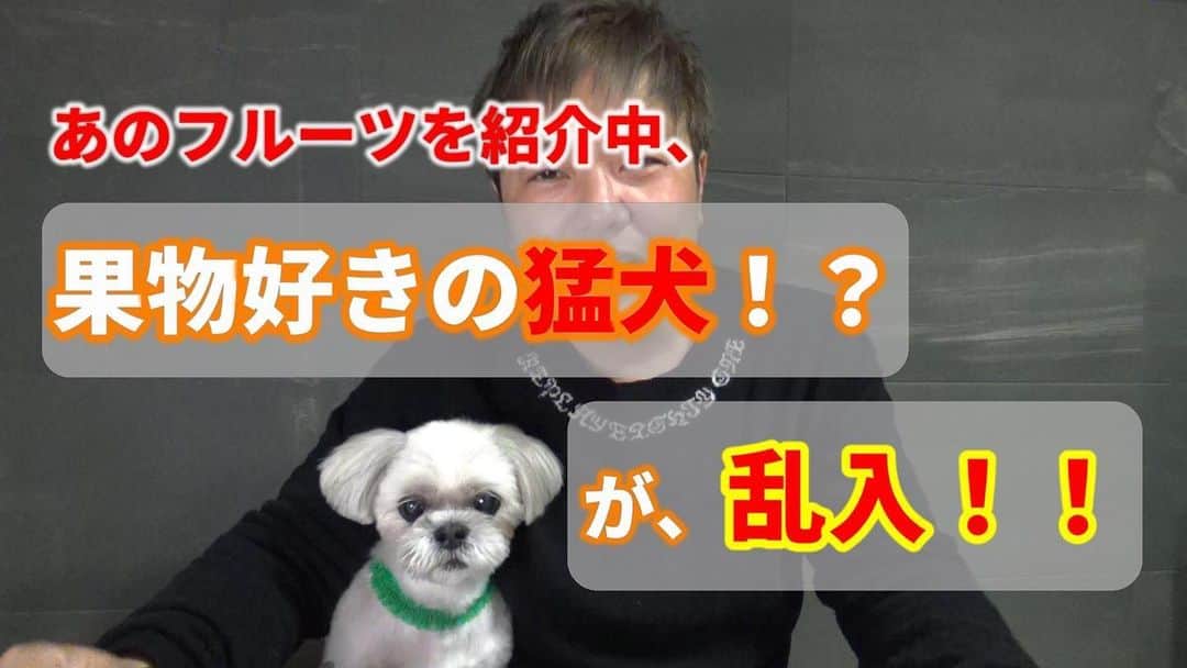 土肥ポン太さんのインスタグラム写真 - (土肥ポン太Instagram)「YouTube更新しています❗️お時間あれば是非見てみて下さい‼️買い物に行くのが楽しくなる動画シリーズ発動しています‼️ 「どひぽんチャンネル」で検索を‼️  #土肥ポン太#シーズー#シーズー大好き部 #果物#サンふじ#フルーツ#フルーツ大統領」12月18日 10時00分 - dohi_ponta