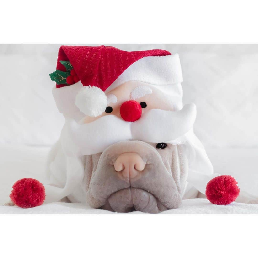 annie&pADdinGtoNさんのインスタグラム写真 - (annie&pADdinGtoNInstagram)「It’s so close 🎅🏻 🗓 #areyouready #iamnot #ohdear #poorlamby #5kittiestobuyfor #sharpei #sharpeisofinstagram #santa #sharpeilove #dog #dogs #dogsofinstagram #wrinkles #weeklyfluff #squishyfacecrew #doglife #instagood #weeklyfluff #cutepets #instadaily #iloveyoutothemoonandback #Christmas」12月18日 10時09分 - anniepaddington