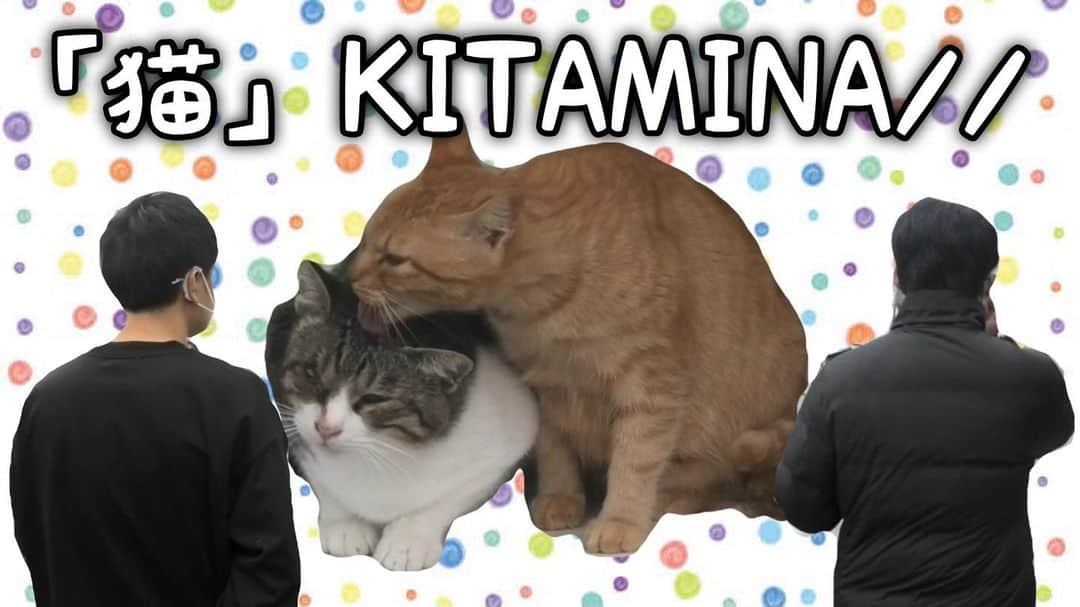 河野良祐さんのインスタグラム写真 - (河野良祐Instagram)「【🚗淡路島旅 #22🚗】﻿ ﻿ ﻿ 「岩屋商店街」の長閑な風景 & 可愛い猫ちゃんの癒し動画となっております。﻿ 年末にかけて慌ただしくお疲れの方、良かったら「きたみなチャンネル」を見て癒されて下さい。﻿ ﻿ #きたみなチャンネル」12月18日 10時11分 - kitamina_kono
