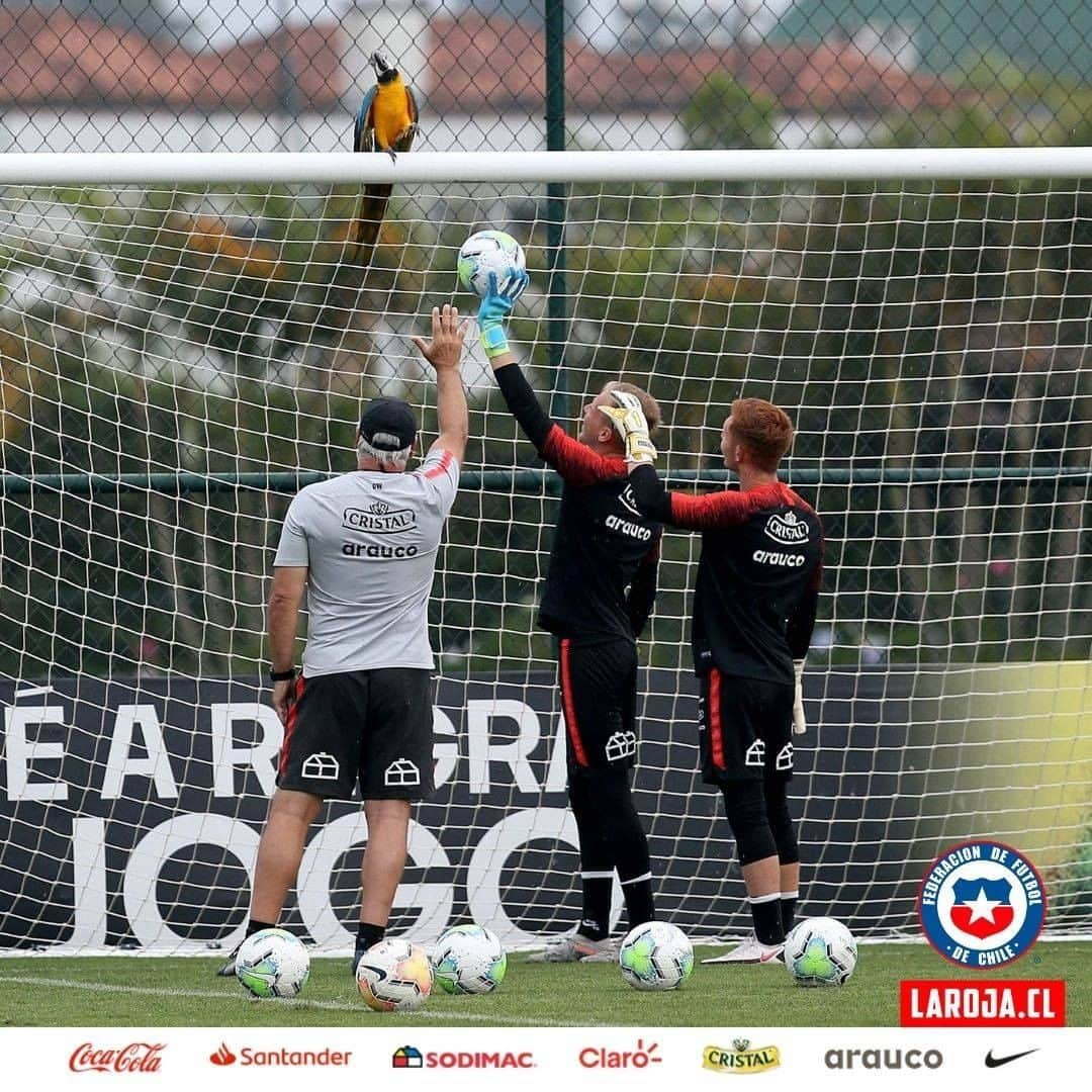 サッカーチリ代表チームさんのインスタグラム写真 - (サッカーチリ代表チームInstagram)「🇨🇱😍En un esfuerzo técnico y humano, nuestro amigo nos visitó nuevamente en la última práctica de #LaRojaSub20, en la previa del partido ante Brasil.   Ah! Y no vino solo... 🦜🦜  Las fotos, como siempre, del crack @parrazagal  Comunicaciones ANFP  #Chile #LaRoja #VamosLaRoja #VamosChile」12月18日 10時15分 - laroja