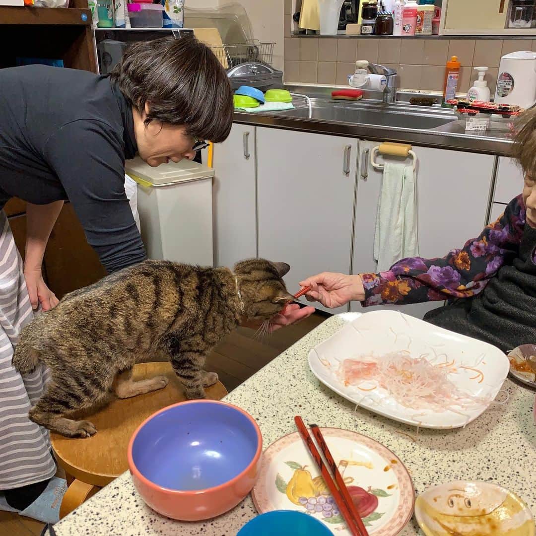 Kachimo Yoshimatsuさんのインスタグラム写真 - (Kachimo YoshimatsuInstagram)「バーバちゃんからマグロをもらって無心で食べる隊長と、マグロを食べた事がなく、ただただ抱っこが嫌でシャー、シャー言ってる実習生。 #うちの猫ら #cocoa #oinari #バーバ #バーバ見守り隊 #バーバと猫 #猫 #ねこ #cat #ネコ #catstagram #ネコ部 http://kachimo.exblog.jp」12月18日 10時29分 - kachimo
